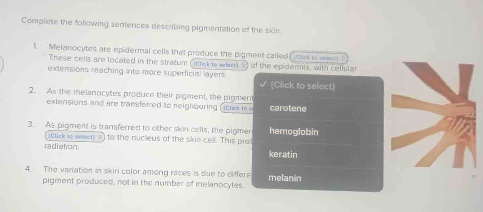 complete the following sentences describing pigmentation of the skin. 1…