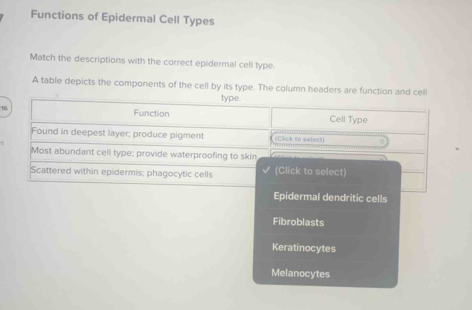 functions of epidermal cell types match the descriptions with the corre…