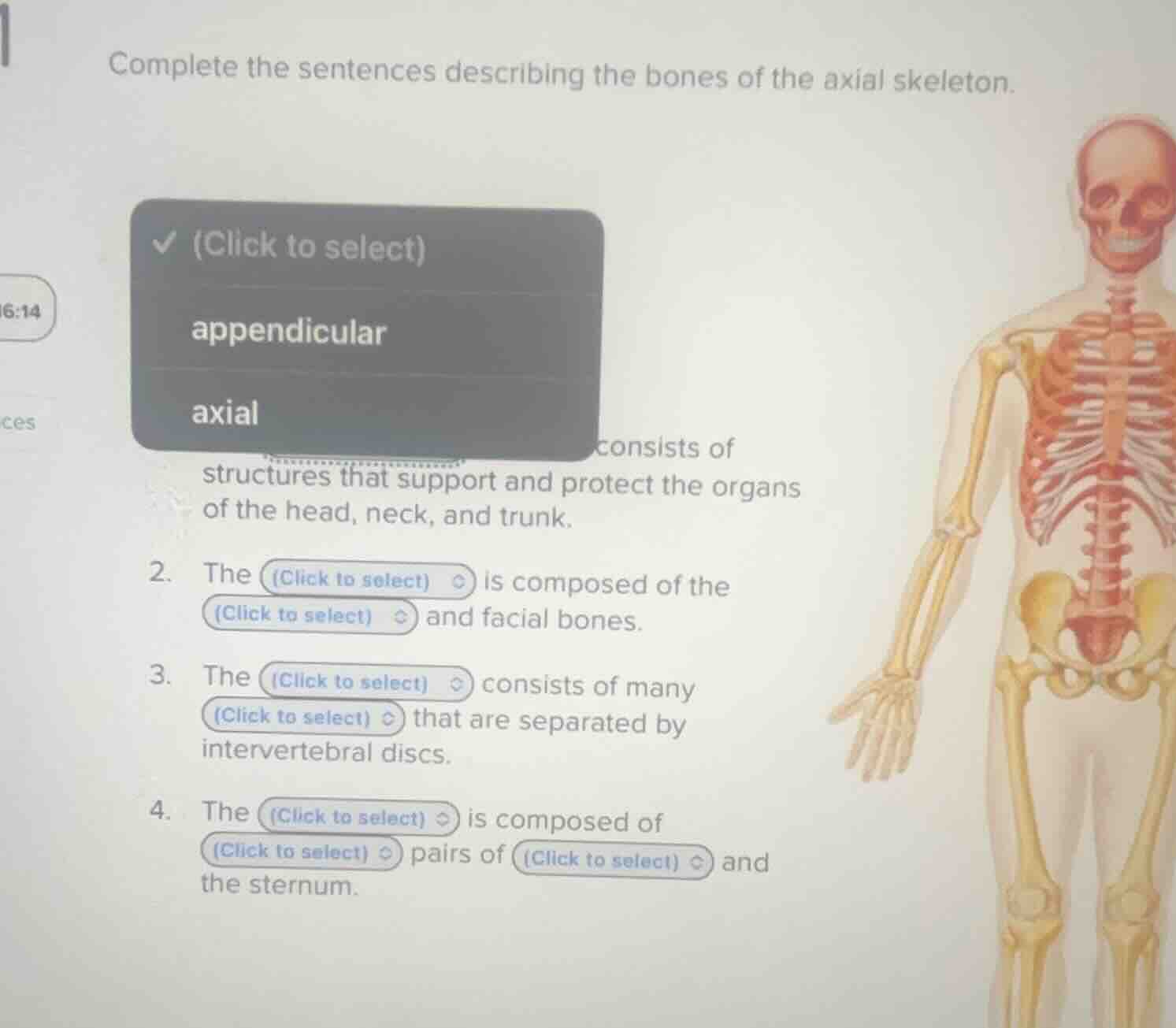 complete the sentences describing the bones of the axial skeleton. 1. (…