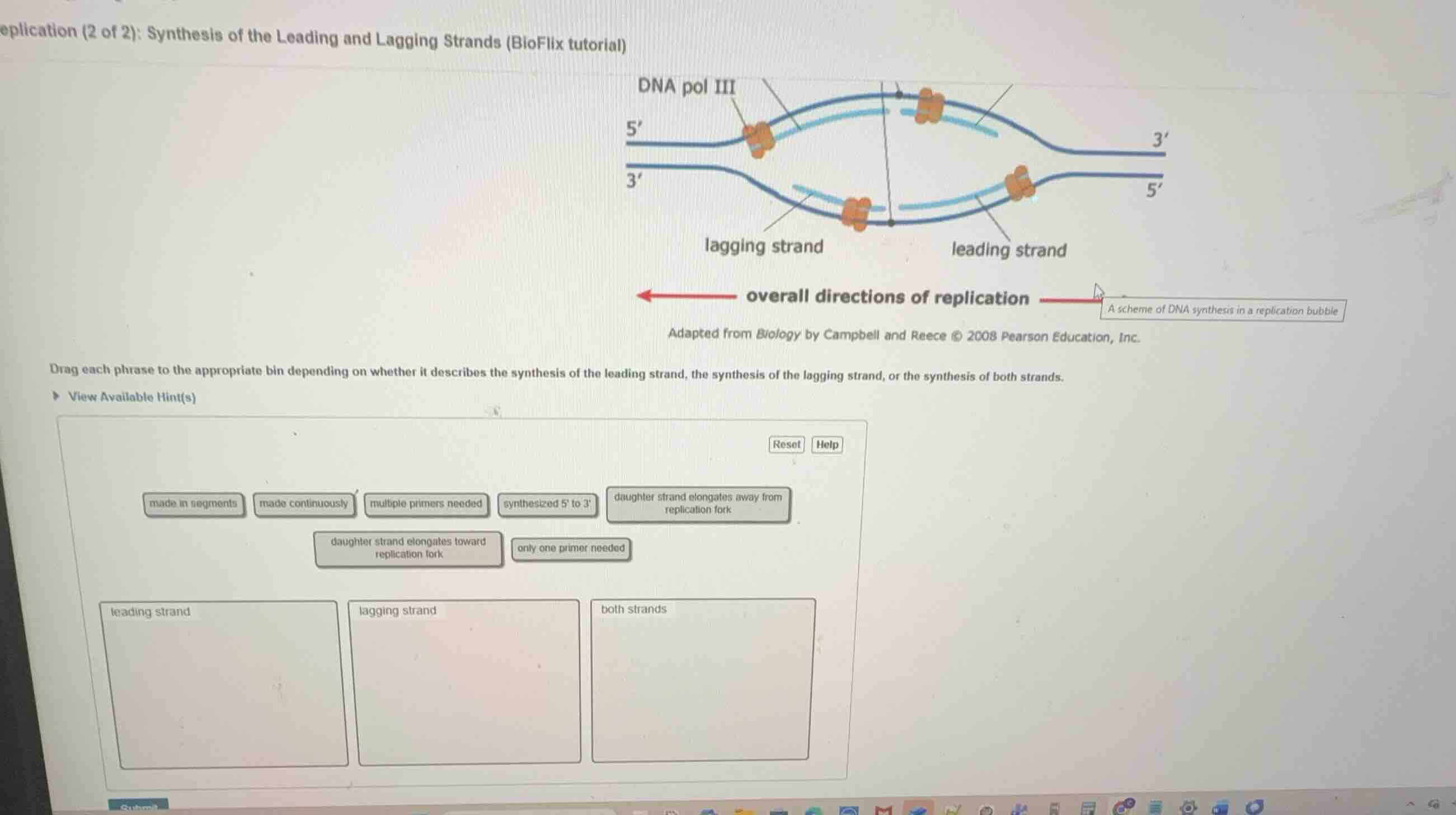 synthesis of the leading and lagging strands (bioflix tutorial) drag ea…