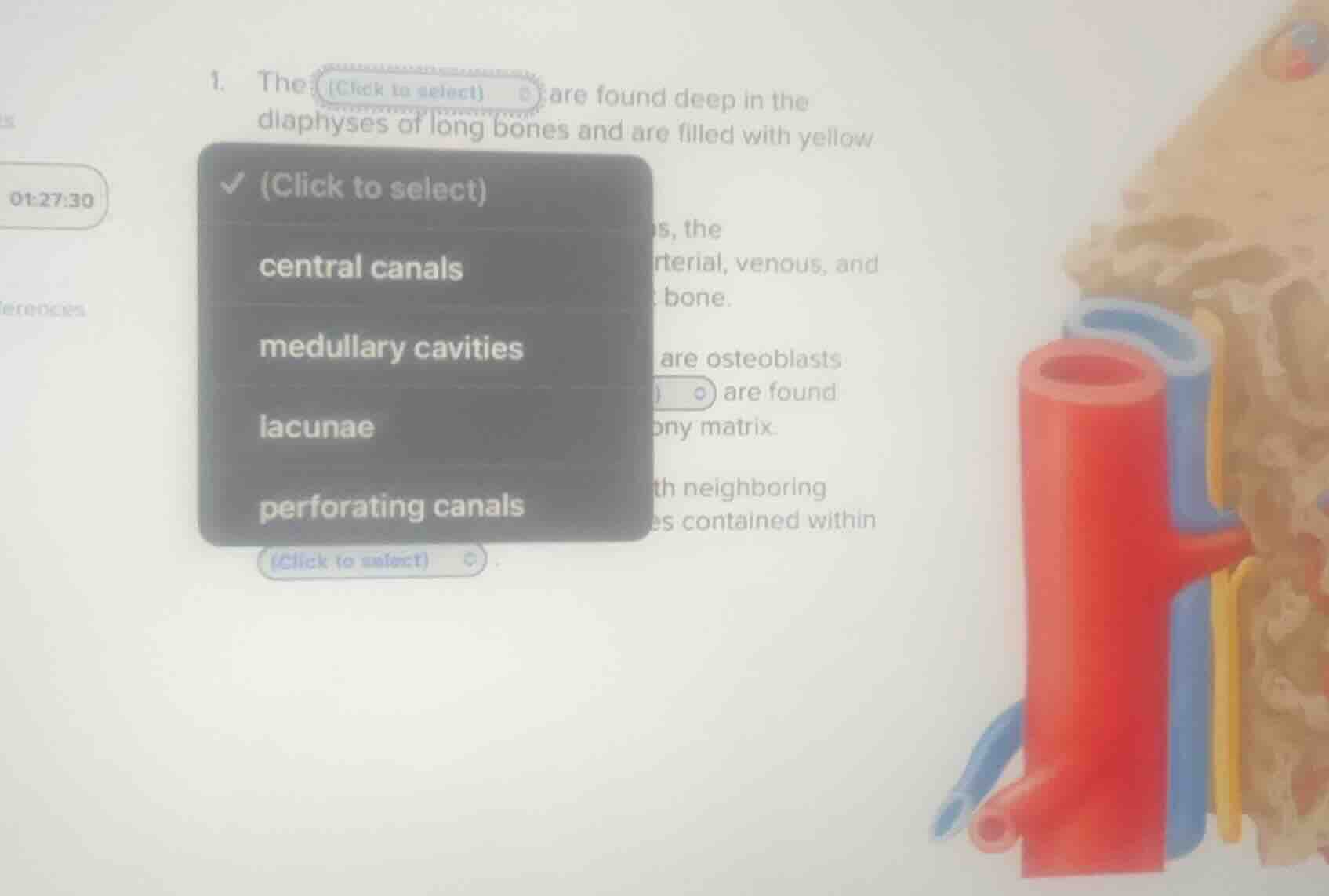 1. the (click to select) are found deep in the diaphyses of long bones …
