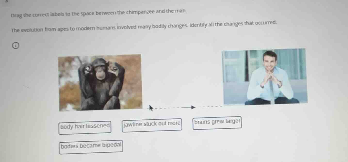 drag the correct labels to the space between the chimpanzee and the man…
