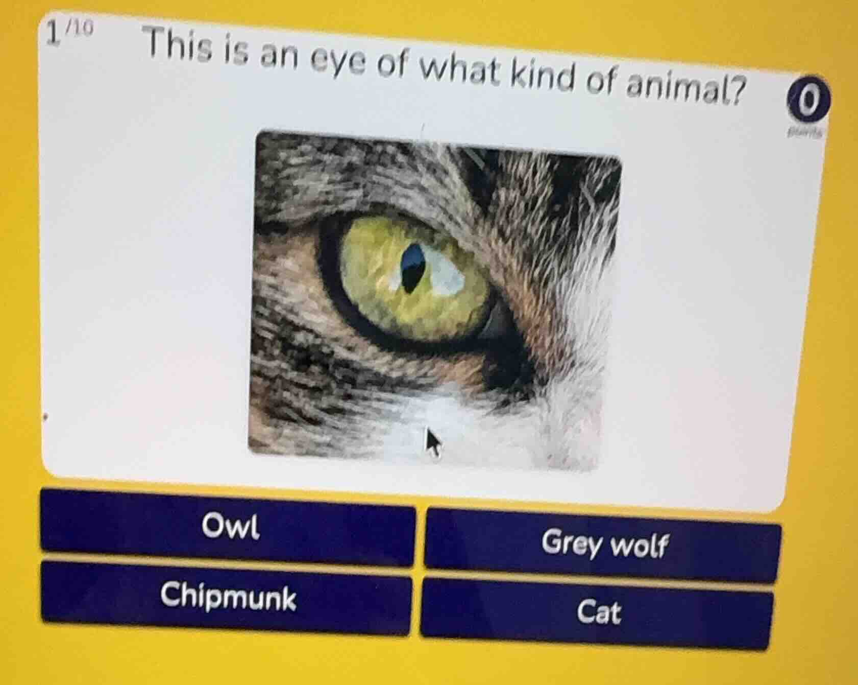 this is an eye of what kind of animal? owl grey wolf chipmunk cat
