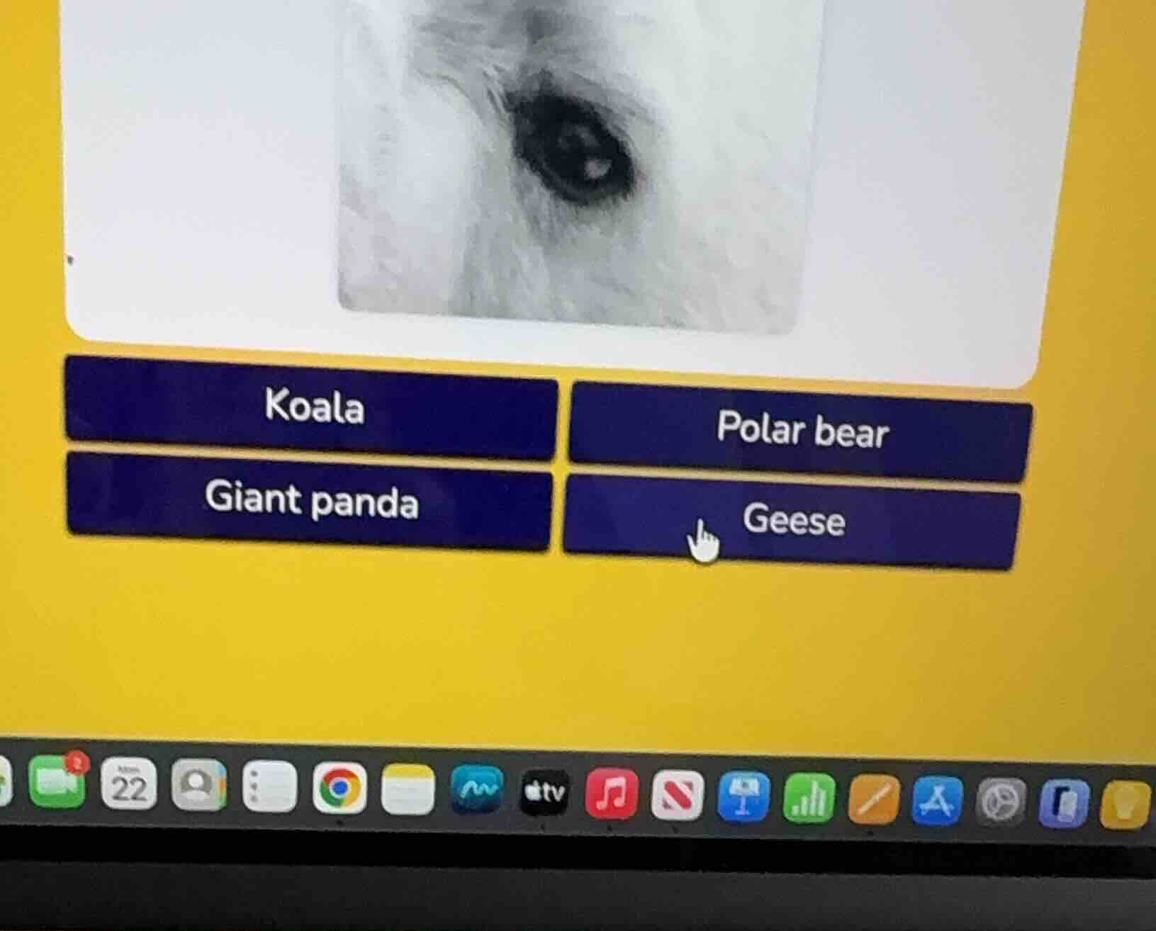 koala polar bear giant panda geese