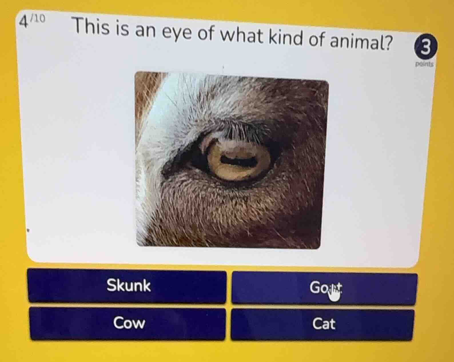 this is an eye of what kind of animal? skunk goat cow cat