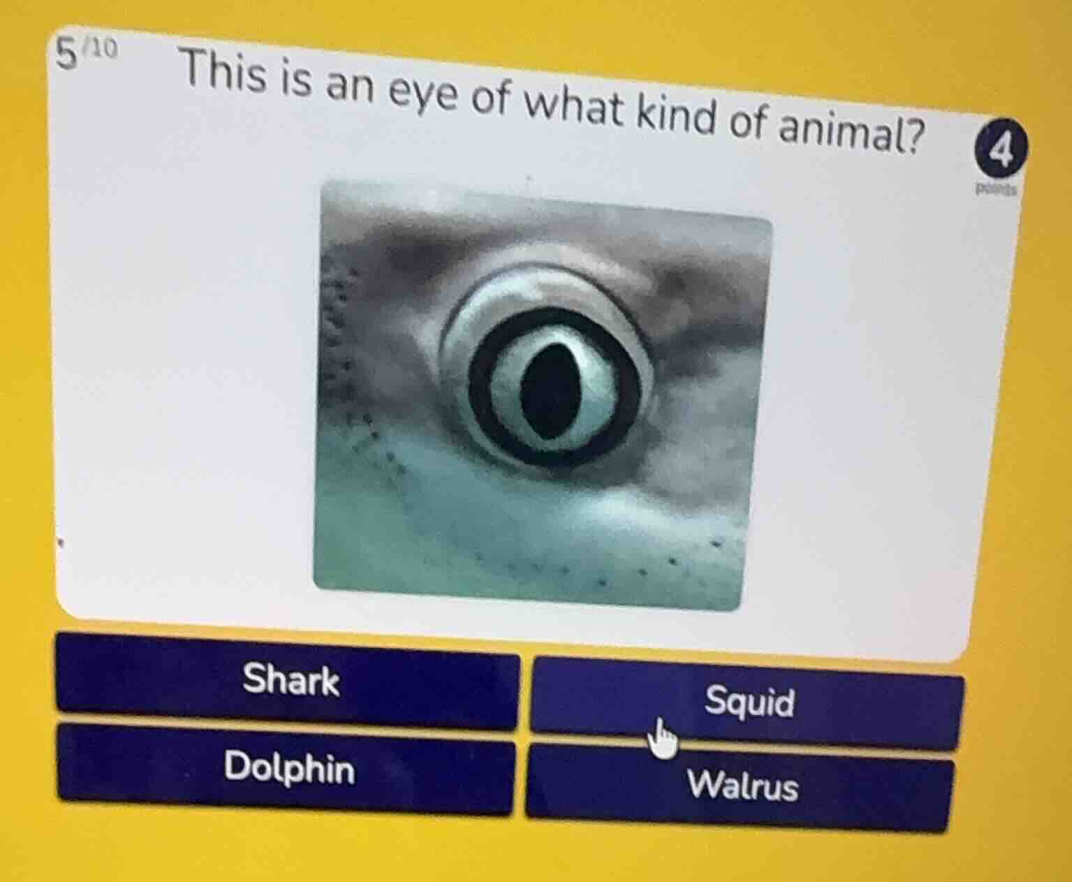 this is an eye of what kind of animal? shark squid dolphin walrus