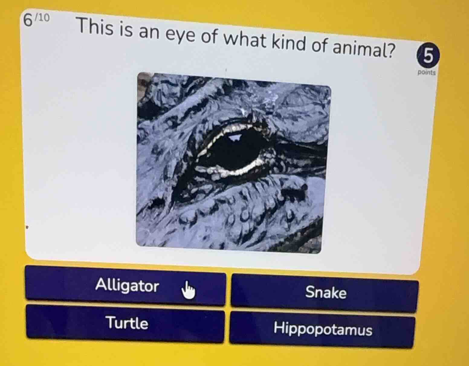 this is an eye of what kind of animal? alligator snake turtle hippopota…