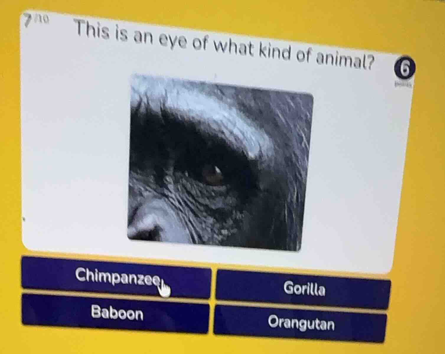this is an eye of what kind of animal? chimpanzee gorilla baboon orangu…