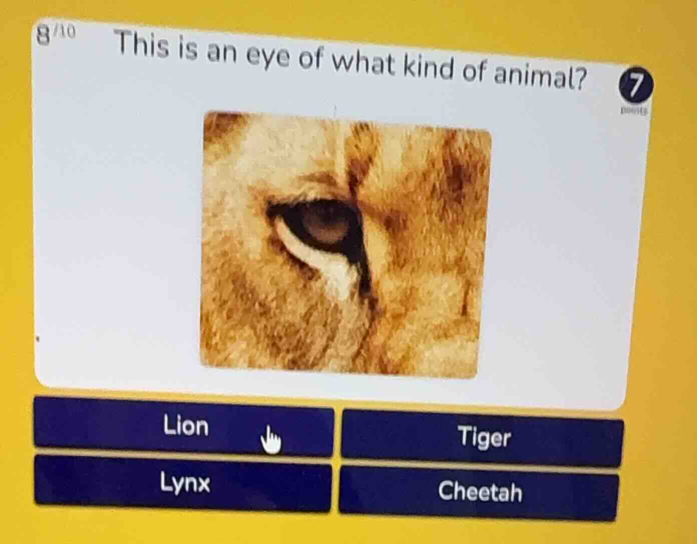 this is an eye of what kind of animal? lion tiger lynx cheetah