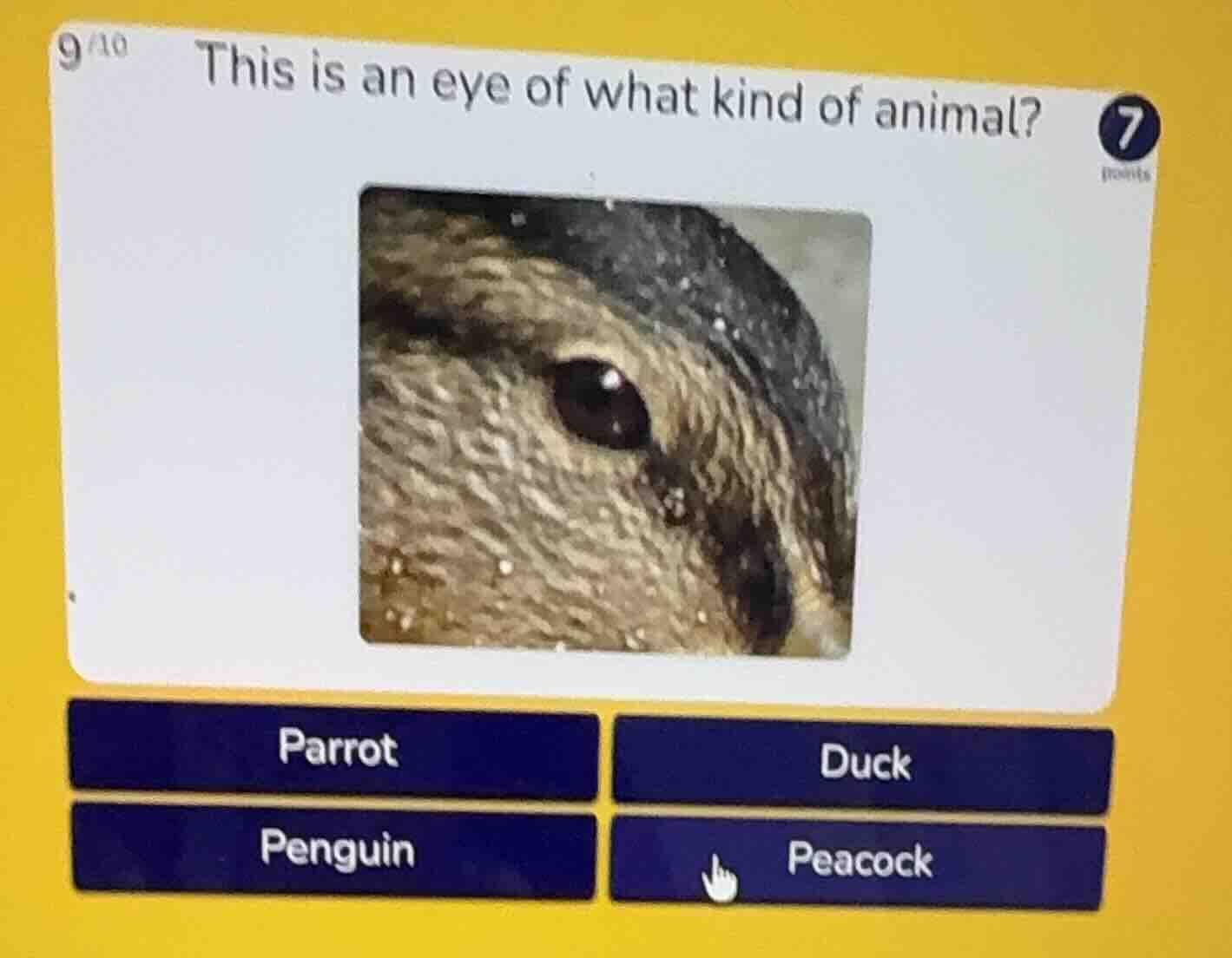 this is an eye of what kind of animal? - parrot - duck - penguin - peac…
