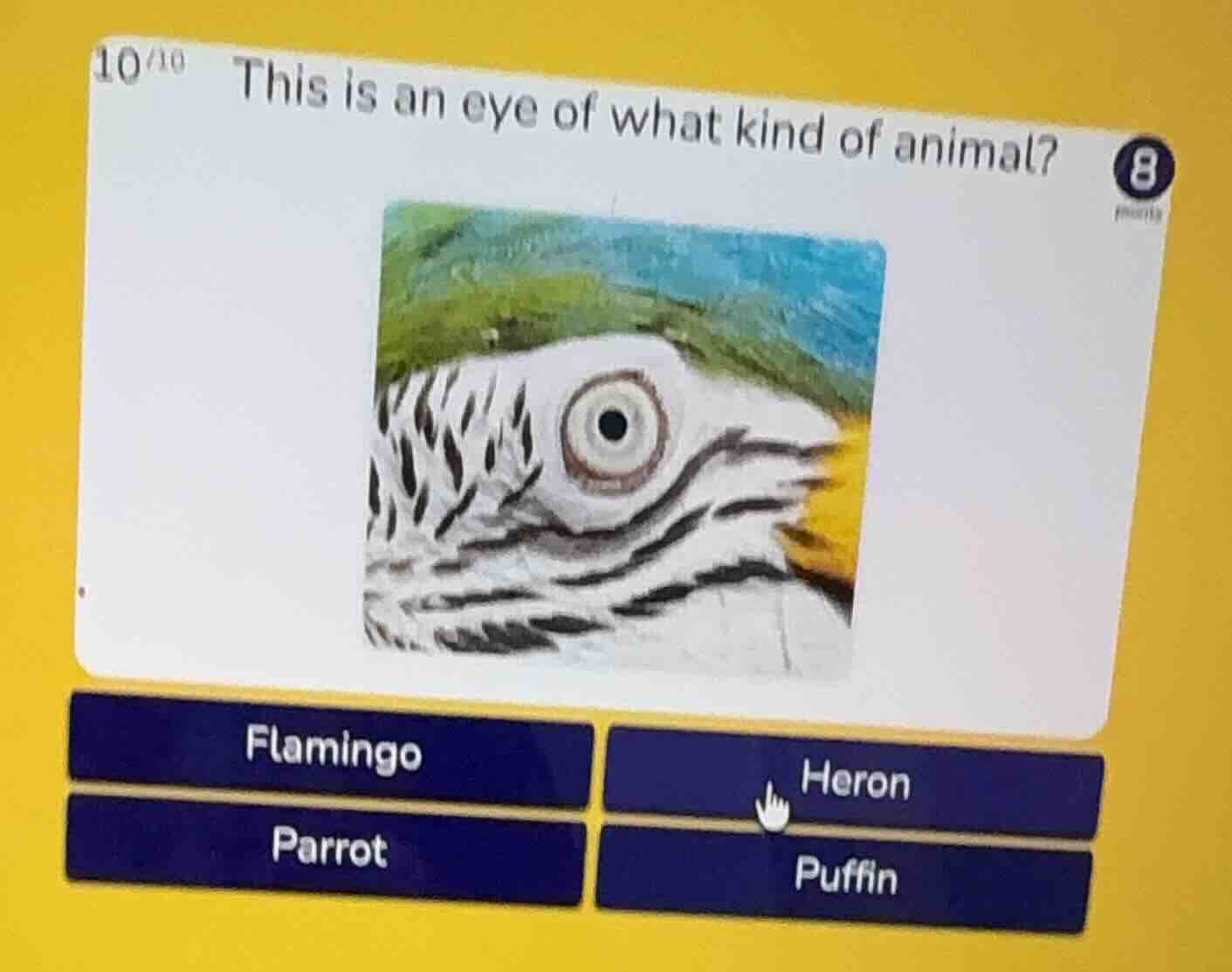 this is an eye of what kind of animal? flamingo heron parrot puffin