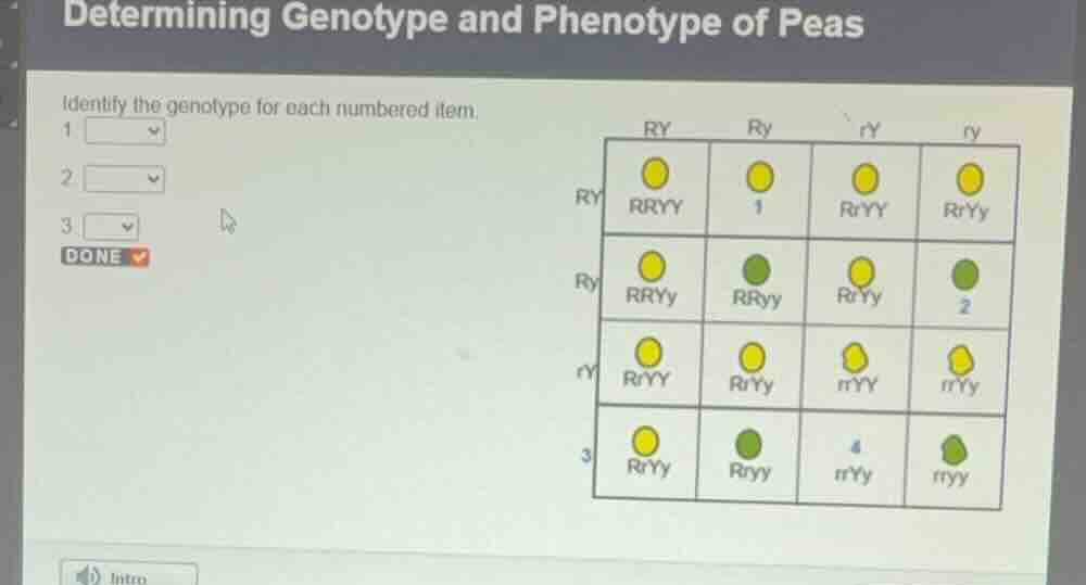 determining genotype and phenotype of peas identify the genotype for ea…