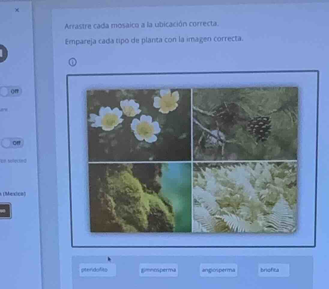 arrastre cada mosaico a la ubicación correcta. empareja cada tipo de pl…