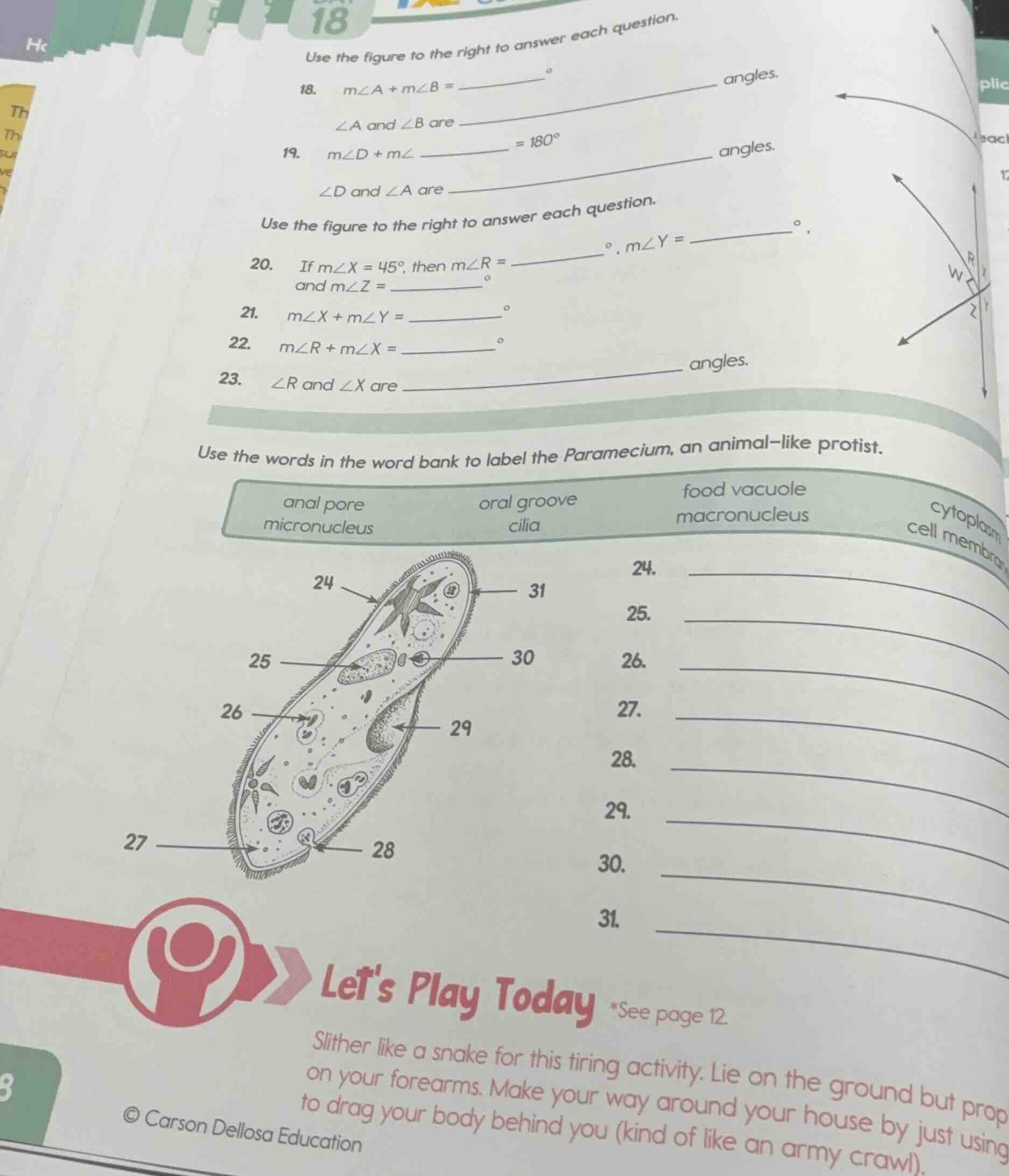 use the words in the word bank to label the paramecium, an animal-like …