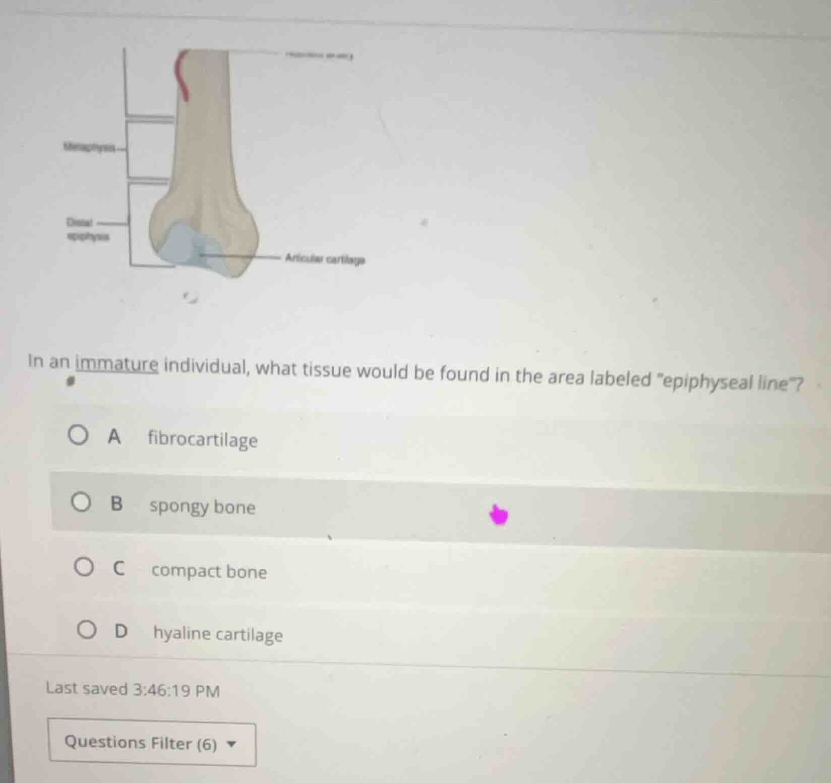 in an immature individual, what tissue would be found in the area label…