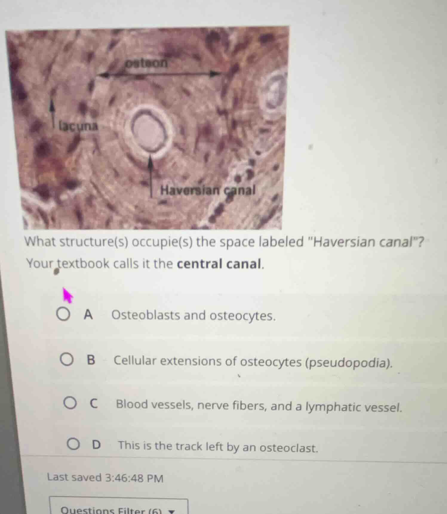 what structure(s) occupie(s) the space labeled \haversian canal\? your …