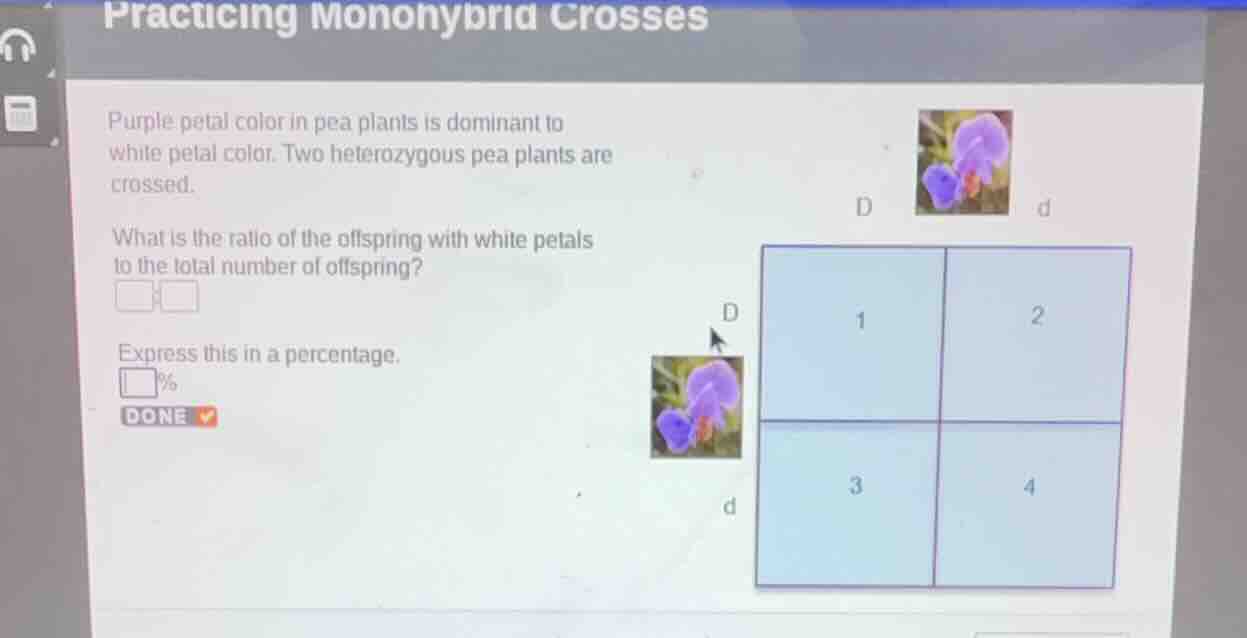 practicing monohybrid crosses purple petal color in pea plants is domin…