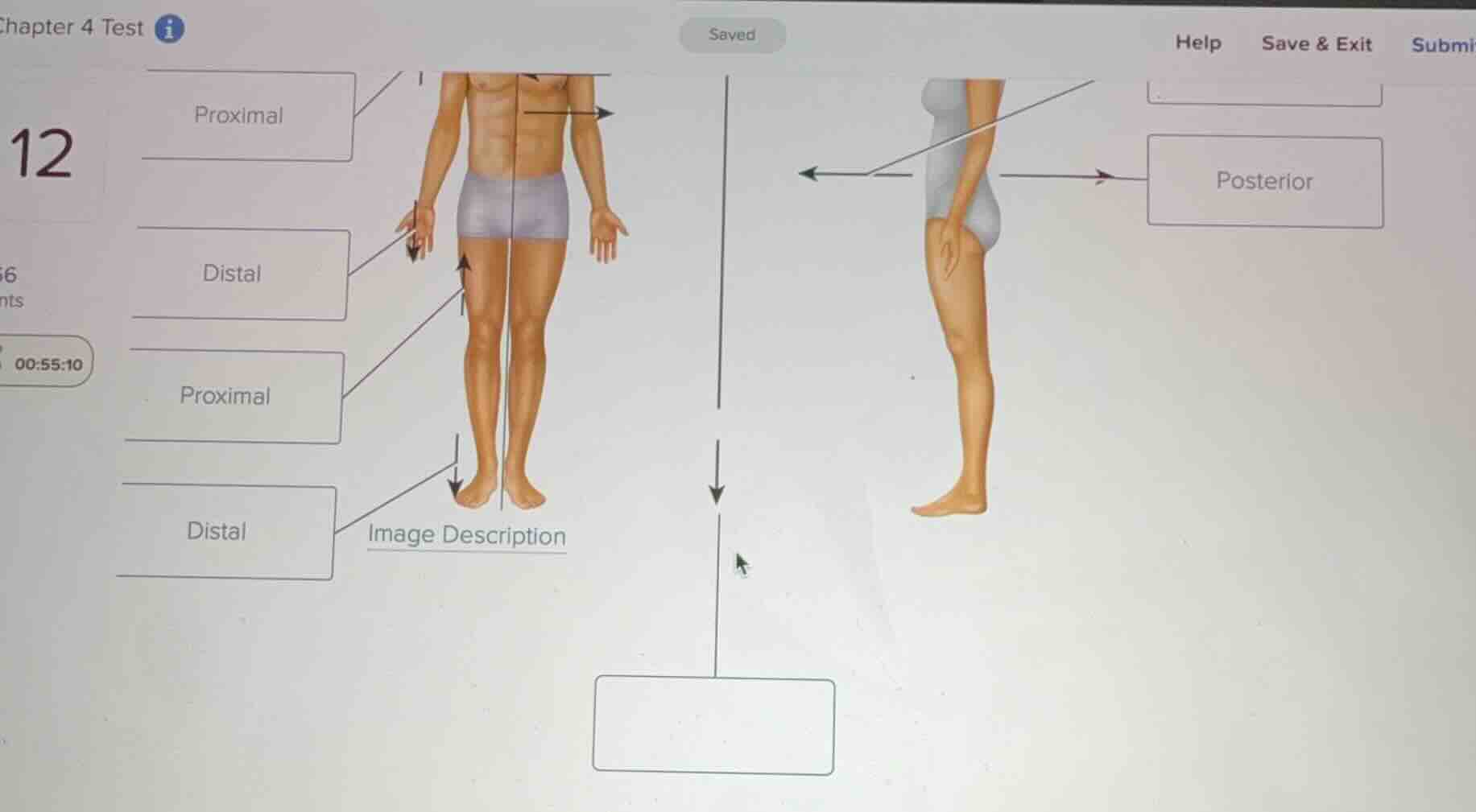 chapter 4 test proximal distal proximal distal posterior image descript…