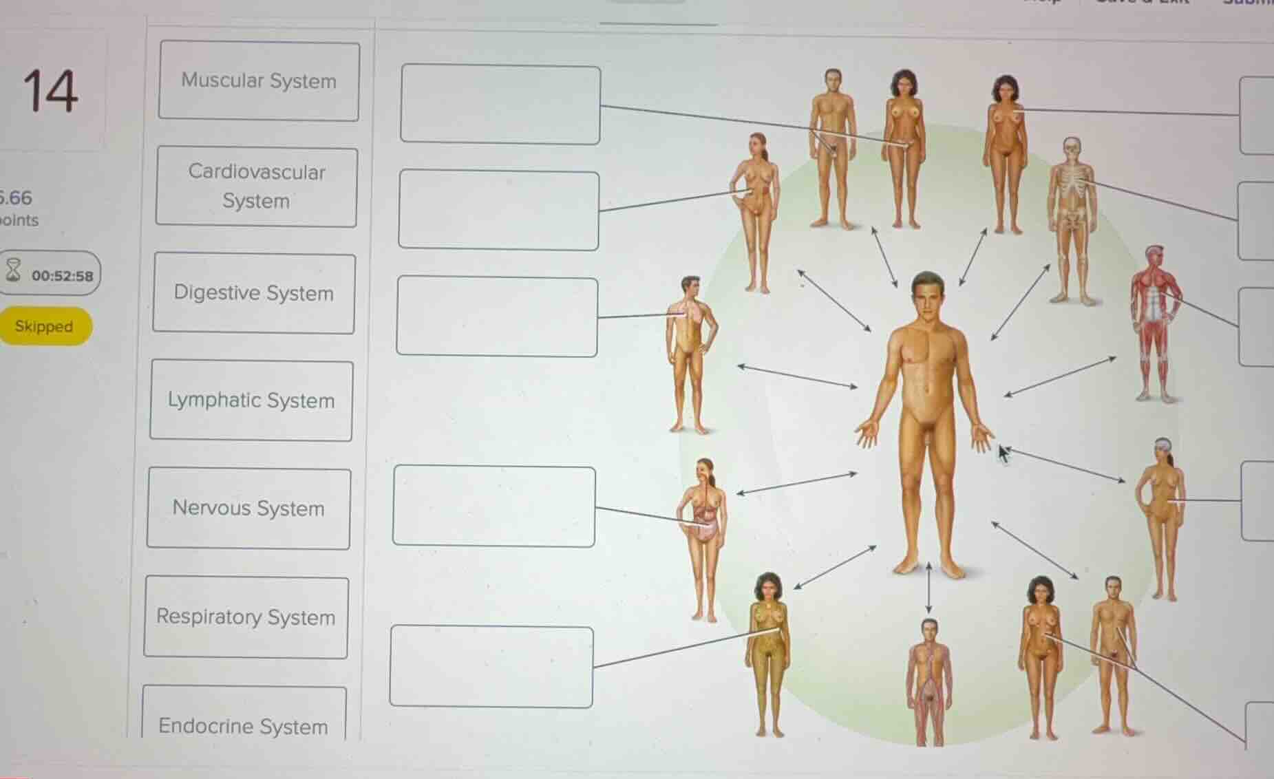 muscular system cardiovascular system digestive system lymphatic system…