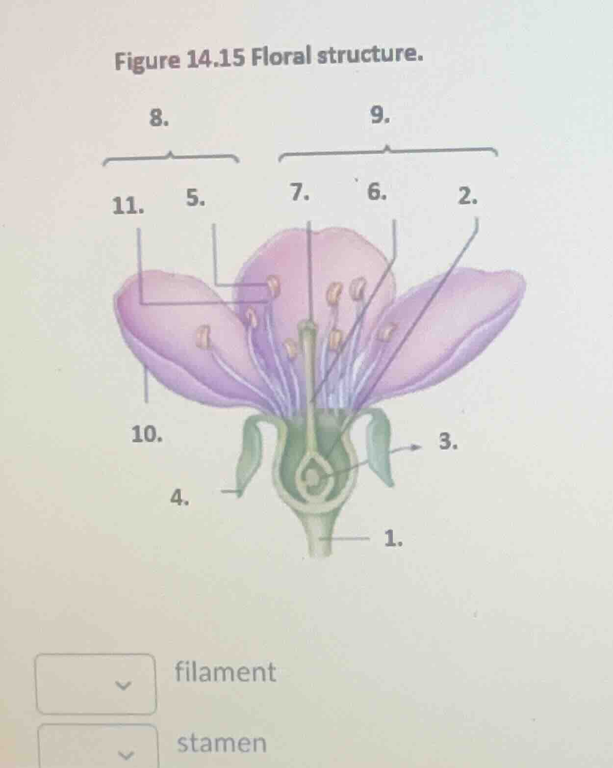 figure 14.15 floral structure. filament stamen