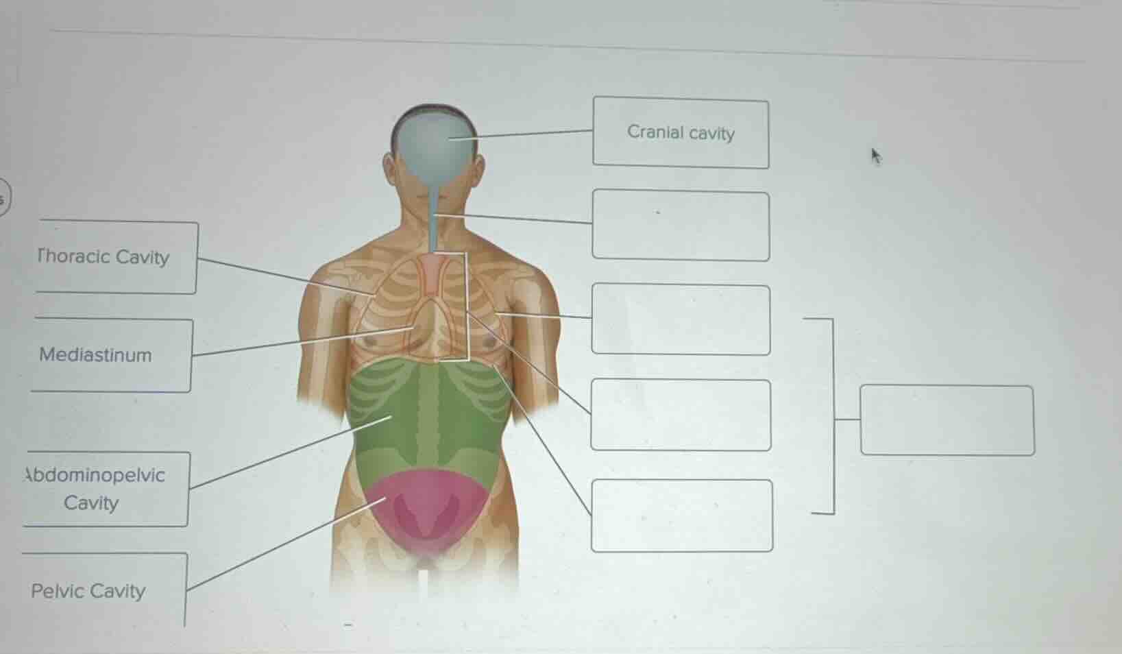 cranial cavity thoracic cavity mediastinum abdominopelvic cavity pelvic…