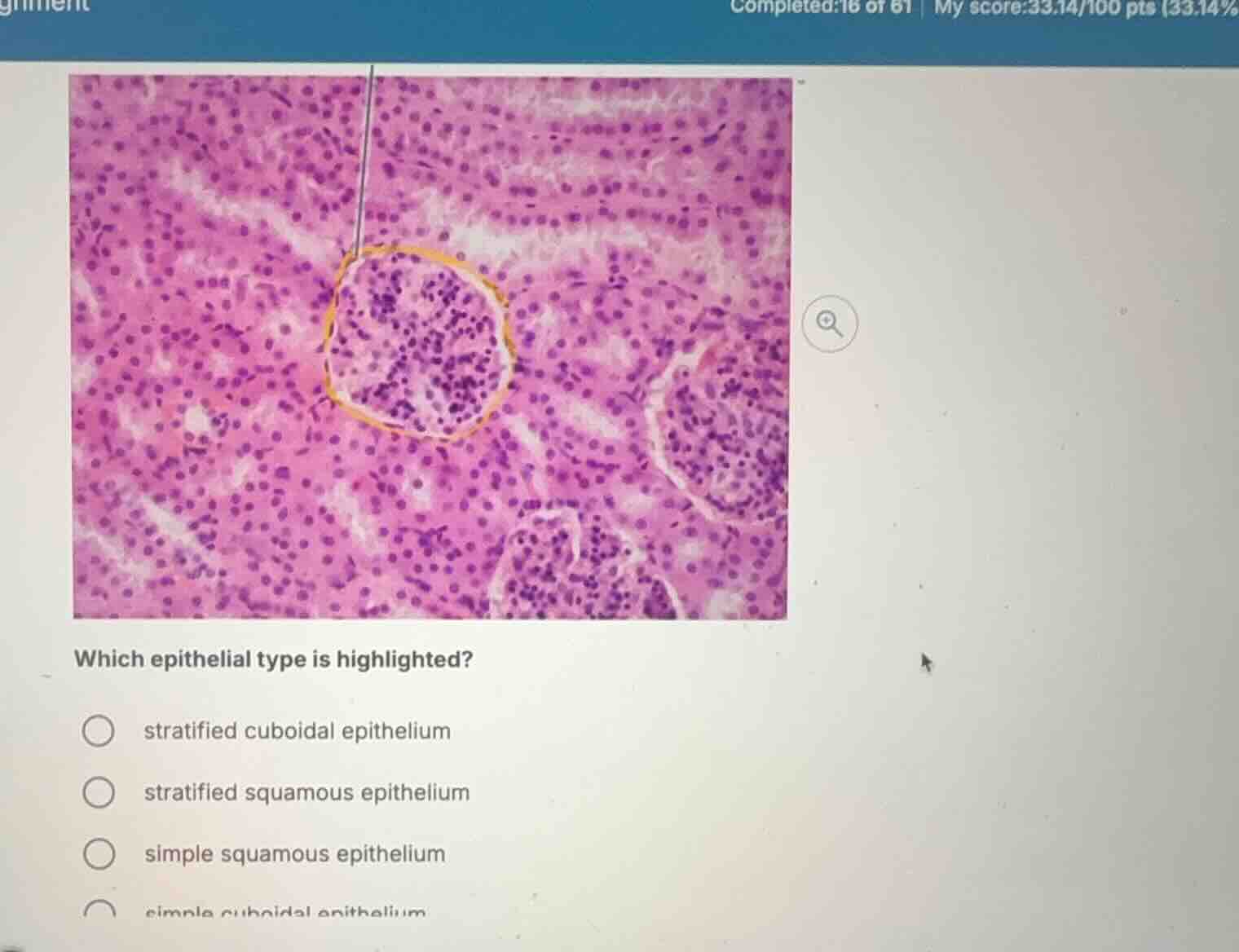 which epithelial type is highlighted? stratified cuboidal epithelium st…