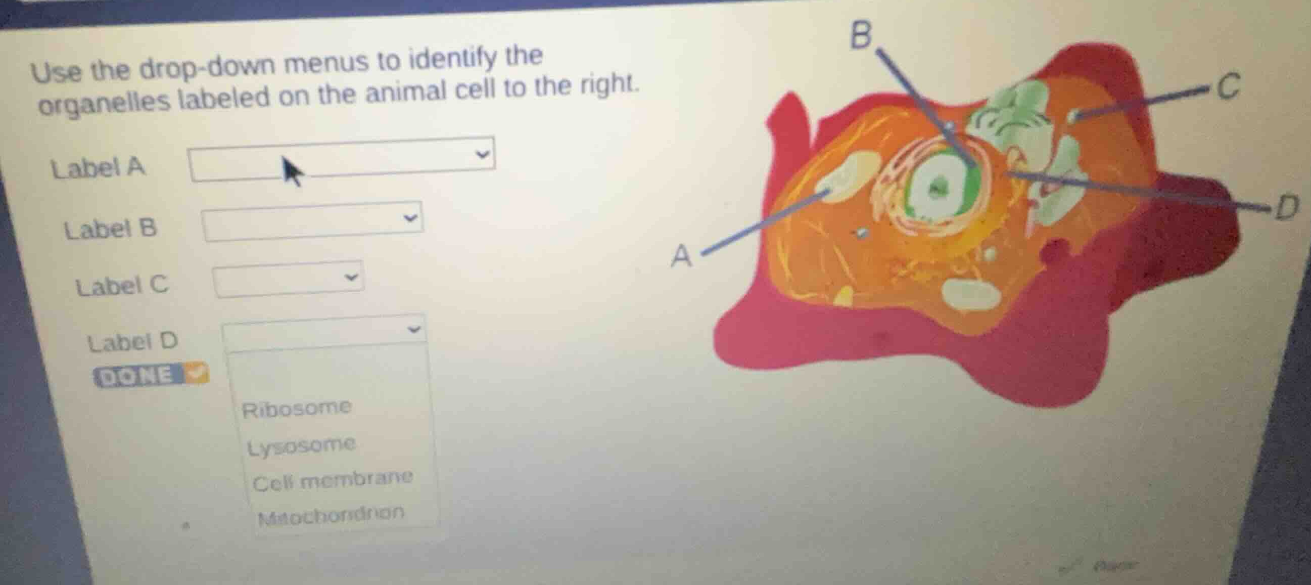 use the drop-down menus to identify the organelles labeled on the anima…