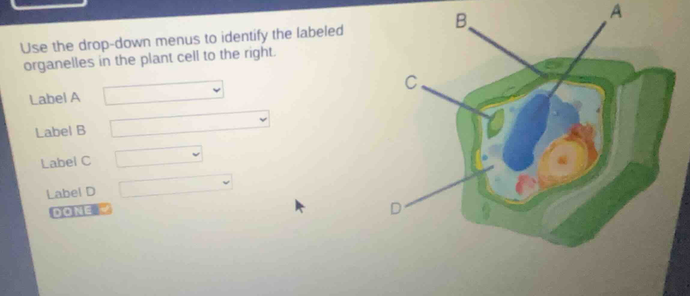 use the drop-down menus to identify the labeled organelles in the plant…