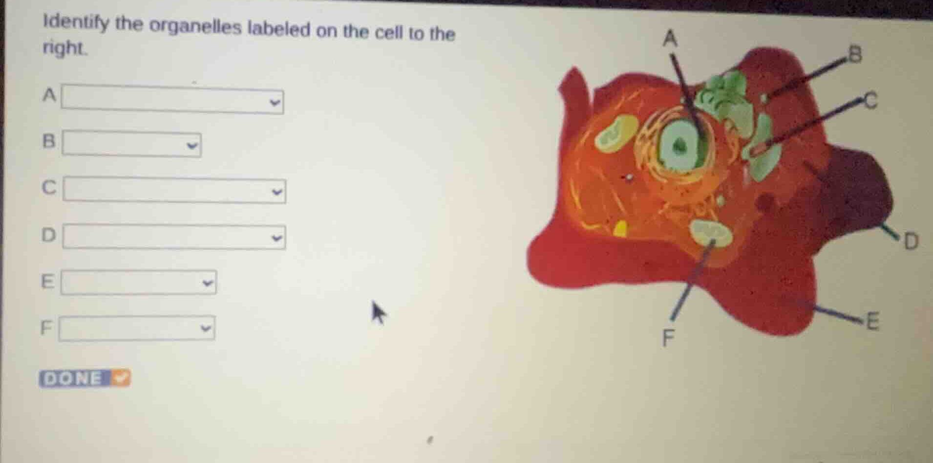 identify the organelles labeled on the cell to the right. a b c d e f