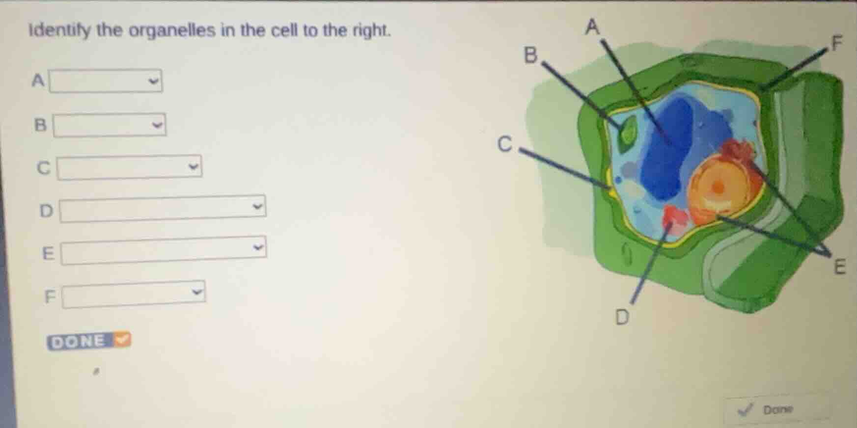 identify the organelles in the cell to the right. a b c d e f