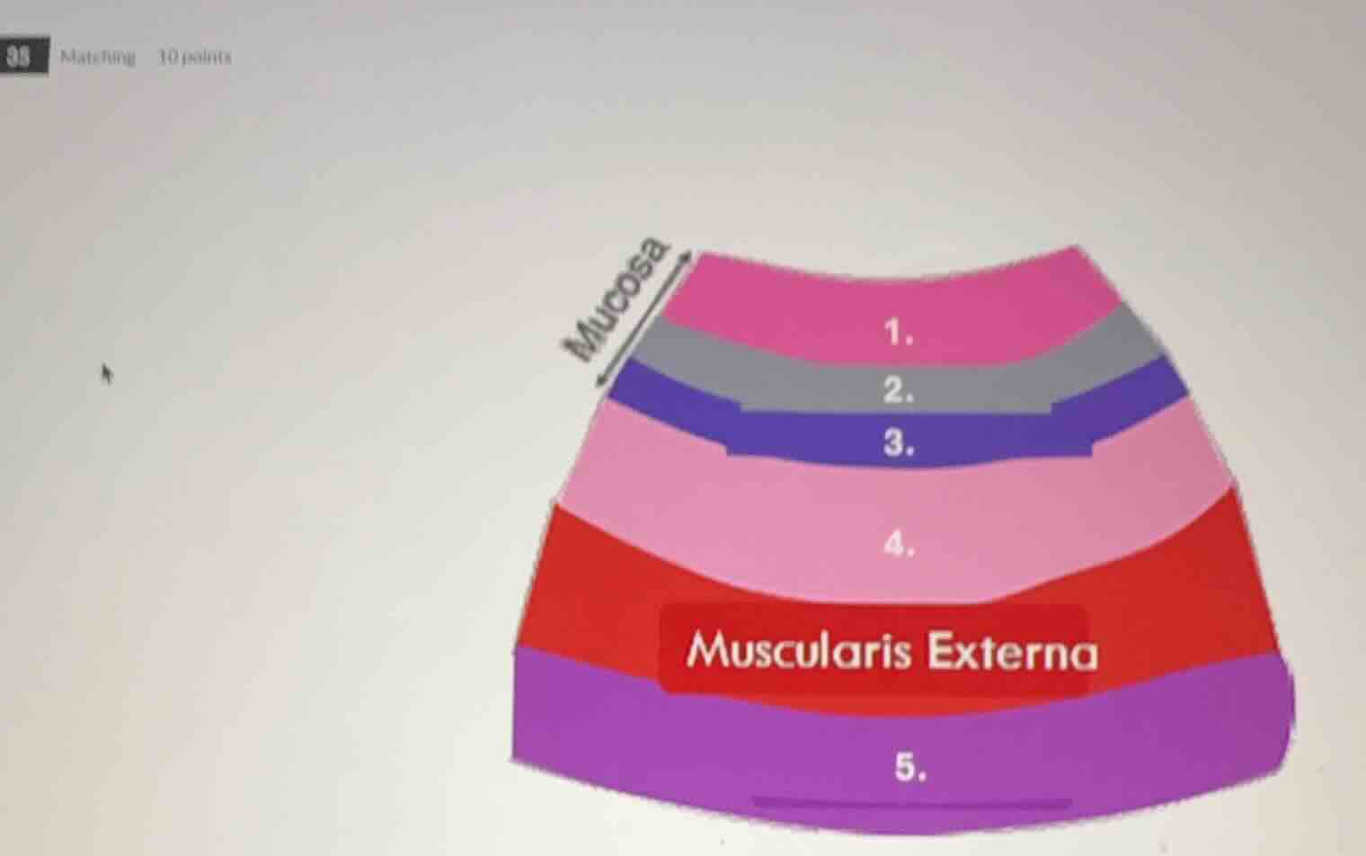 matching 10 points mucosa 1. 2. 3. 4. muscularis externa 5.