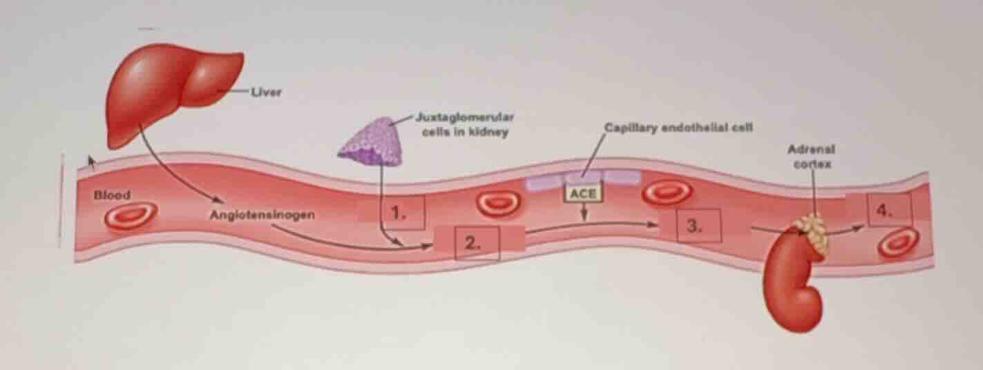 liver juxtaglomerular cells in kidney capillary endothelial cell adrena…