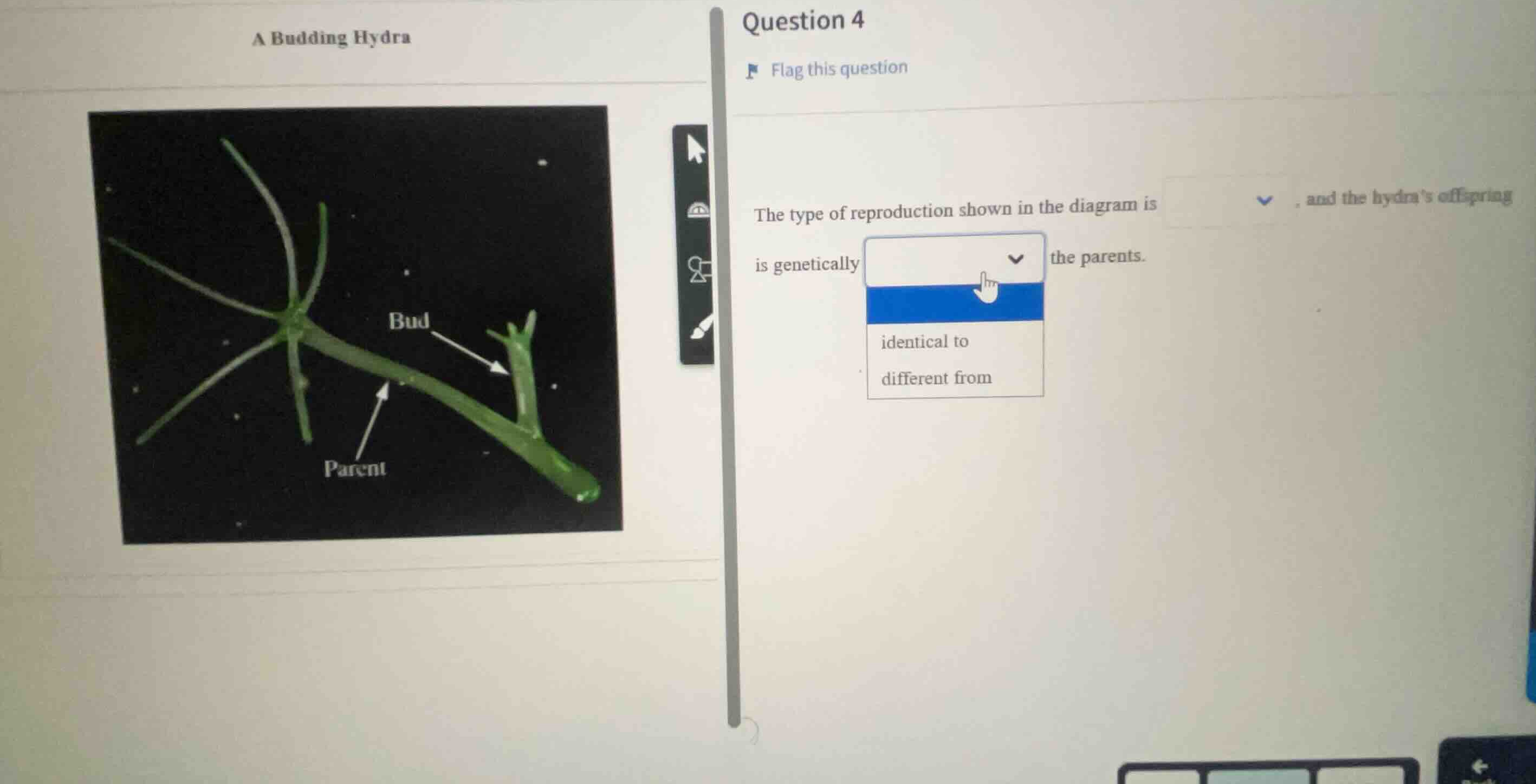 a budding hydra question 4 the type of reproduction shown in the diagra…