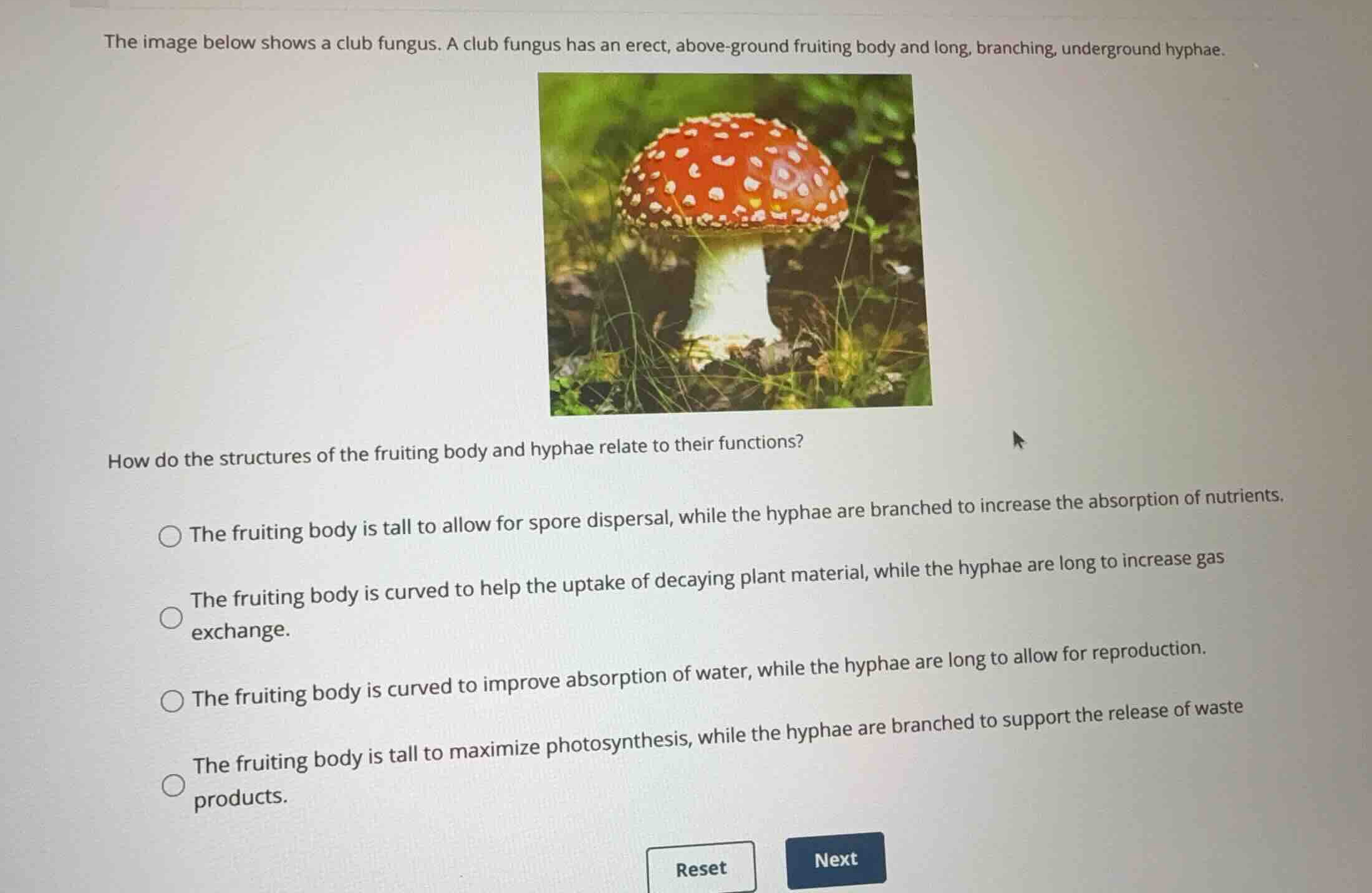 the image below shows a club fungus. a club fungus has an erect, above-…
