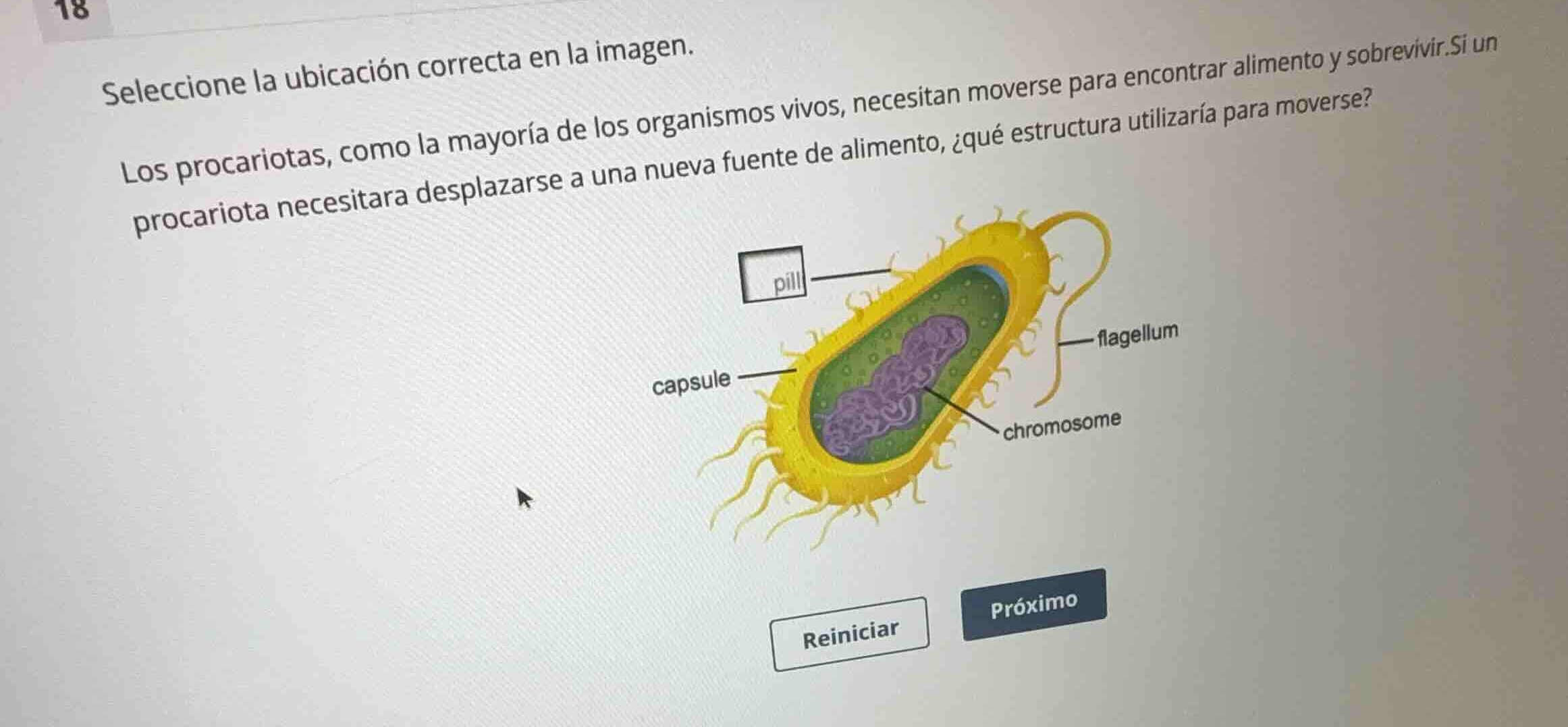 seleccione la ubicación correcta en la imagen. los procariotas, como la…