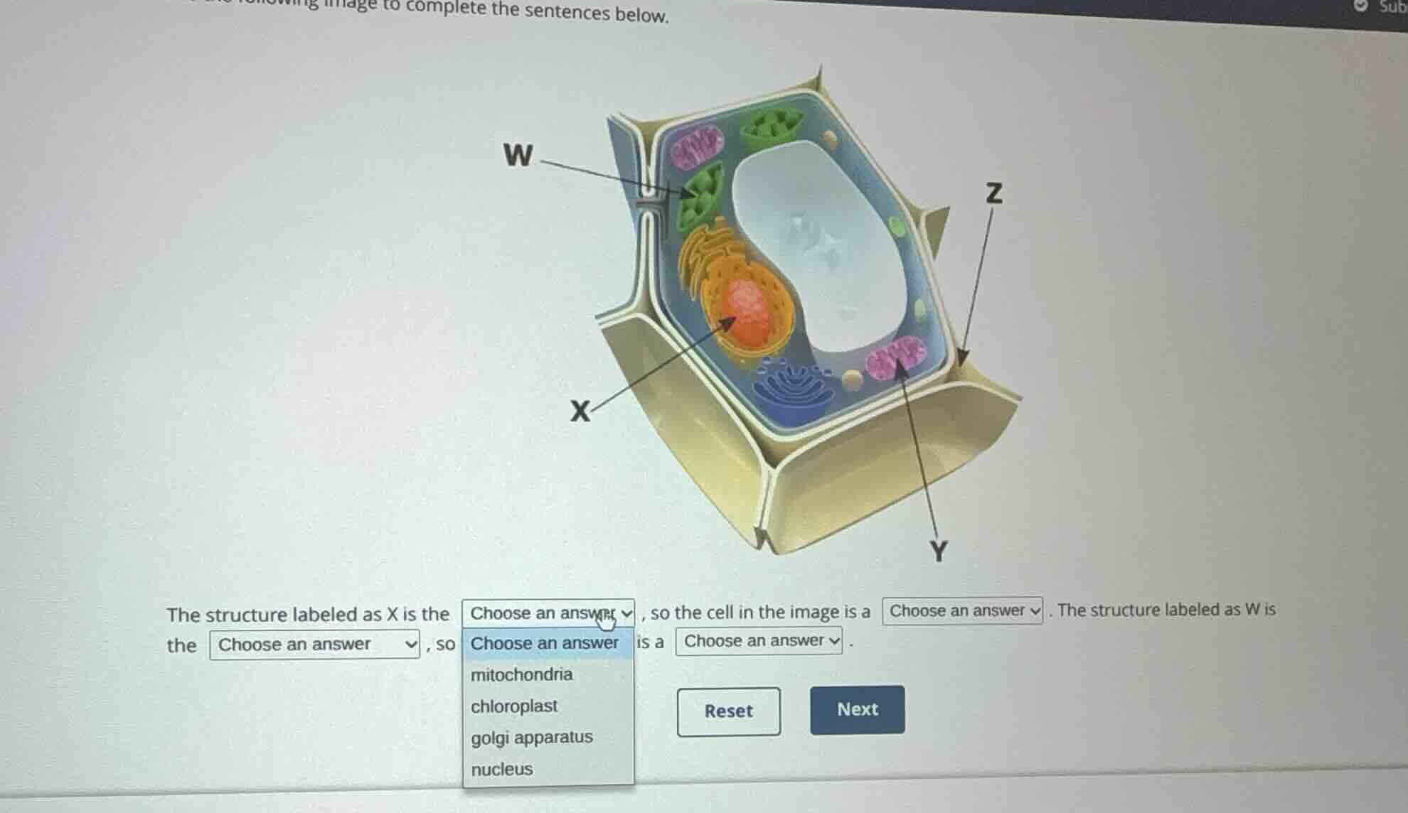 the structure labeled as x is the choose an answer, so the cell in the …