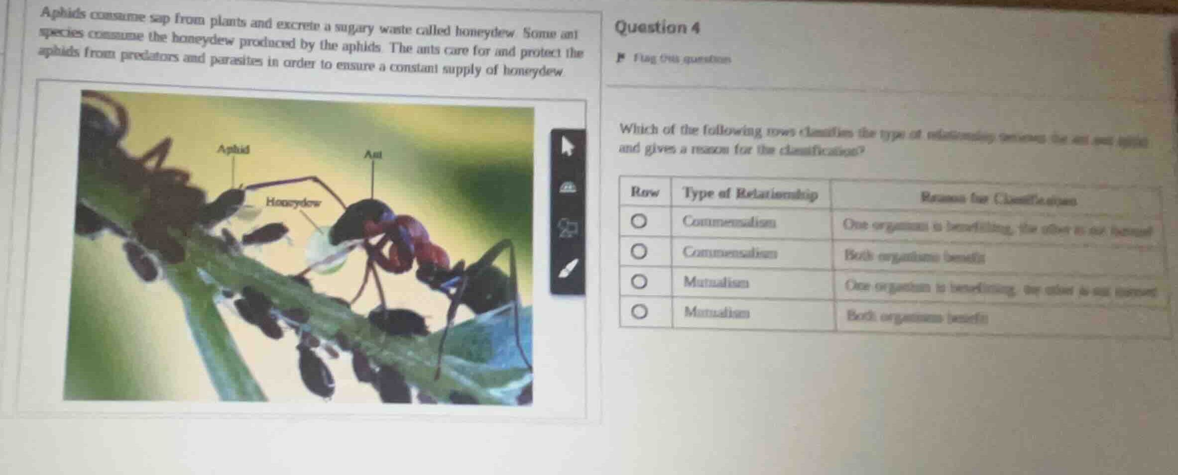 aphids consume sap from plants and excrete a sugary waste called honeyd…