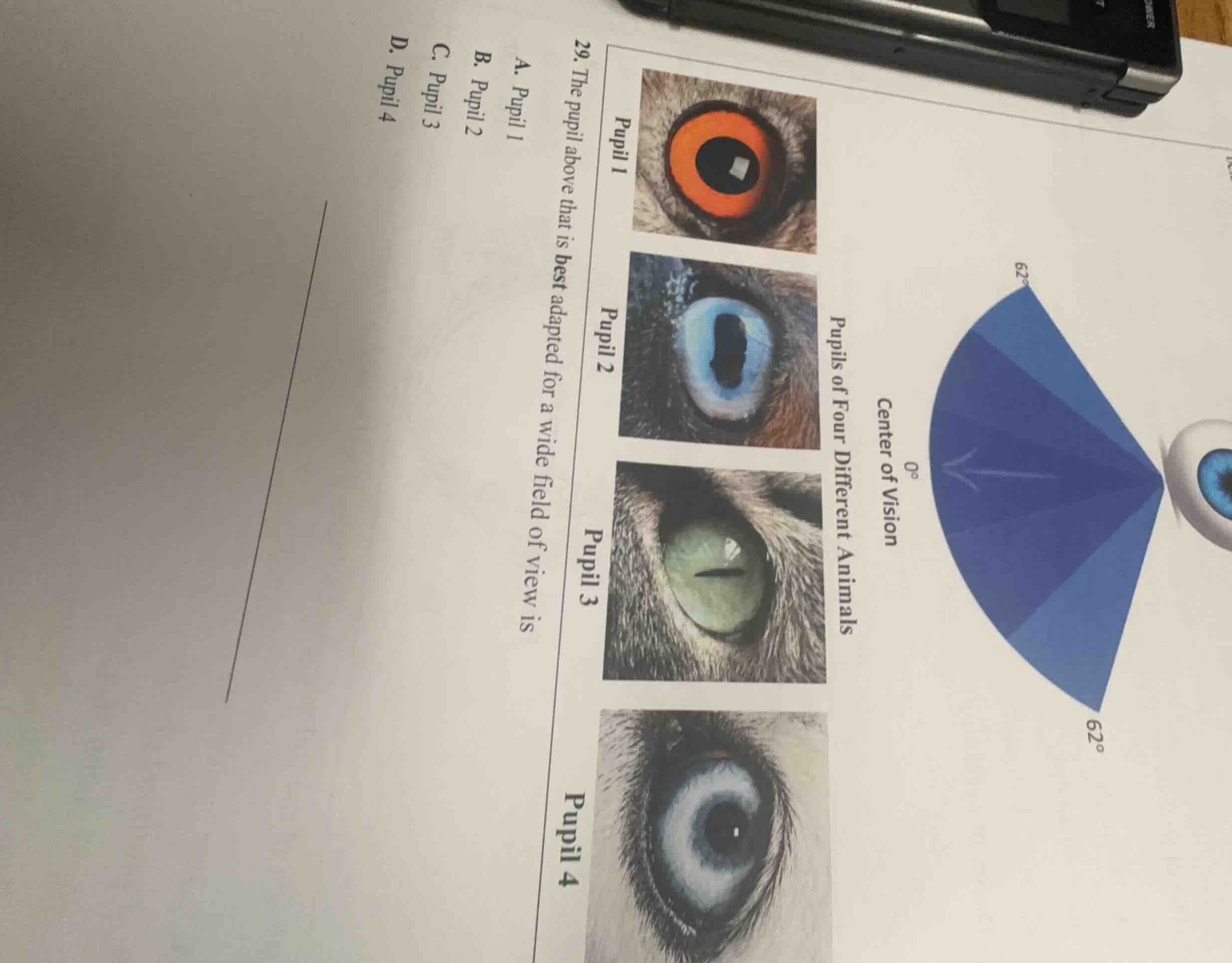 pupils of four different animals pupil 1 pupil 2 pupil 3 pupil 4 29. th…