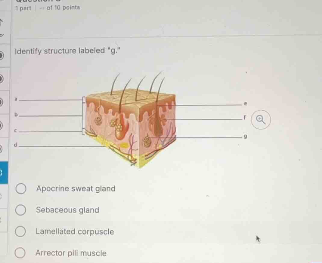identify structure labeled \g.\ apocrine sweat gland sebaceous gland la…
