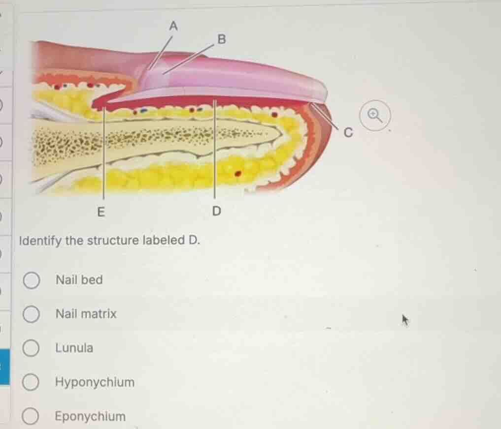 identify the structure labeled d. nail bed nail matrix lunula hyponychi…
