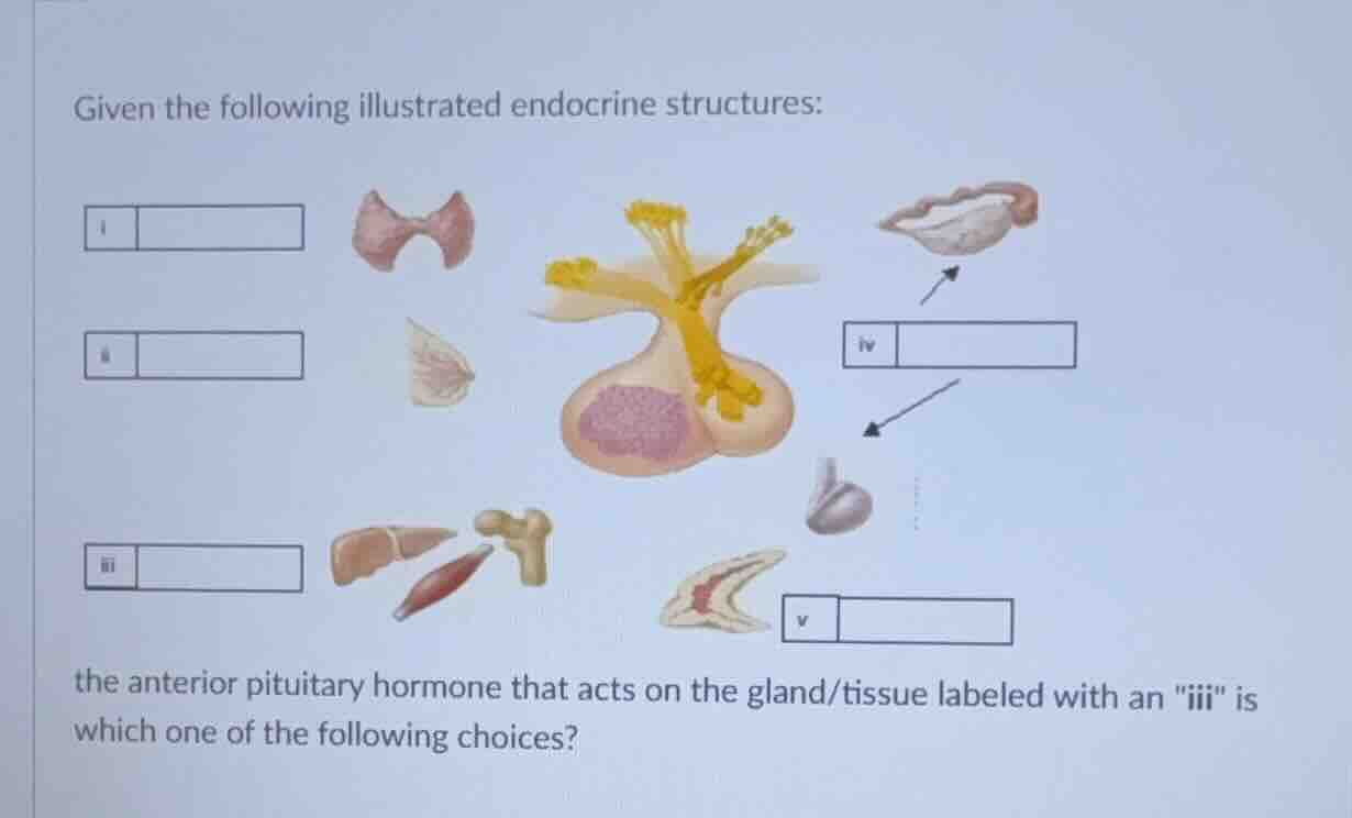 given the following illustrated endocrine structures: the anterior pitu…