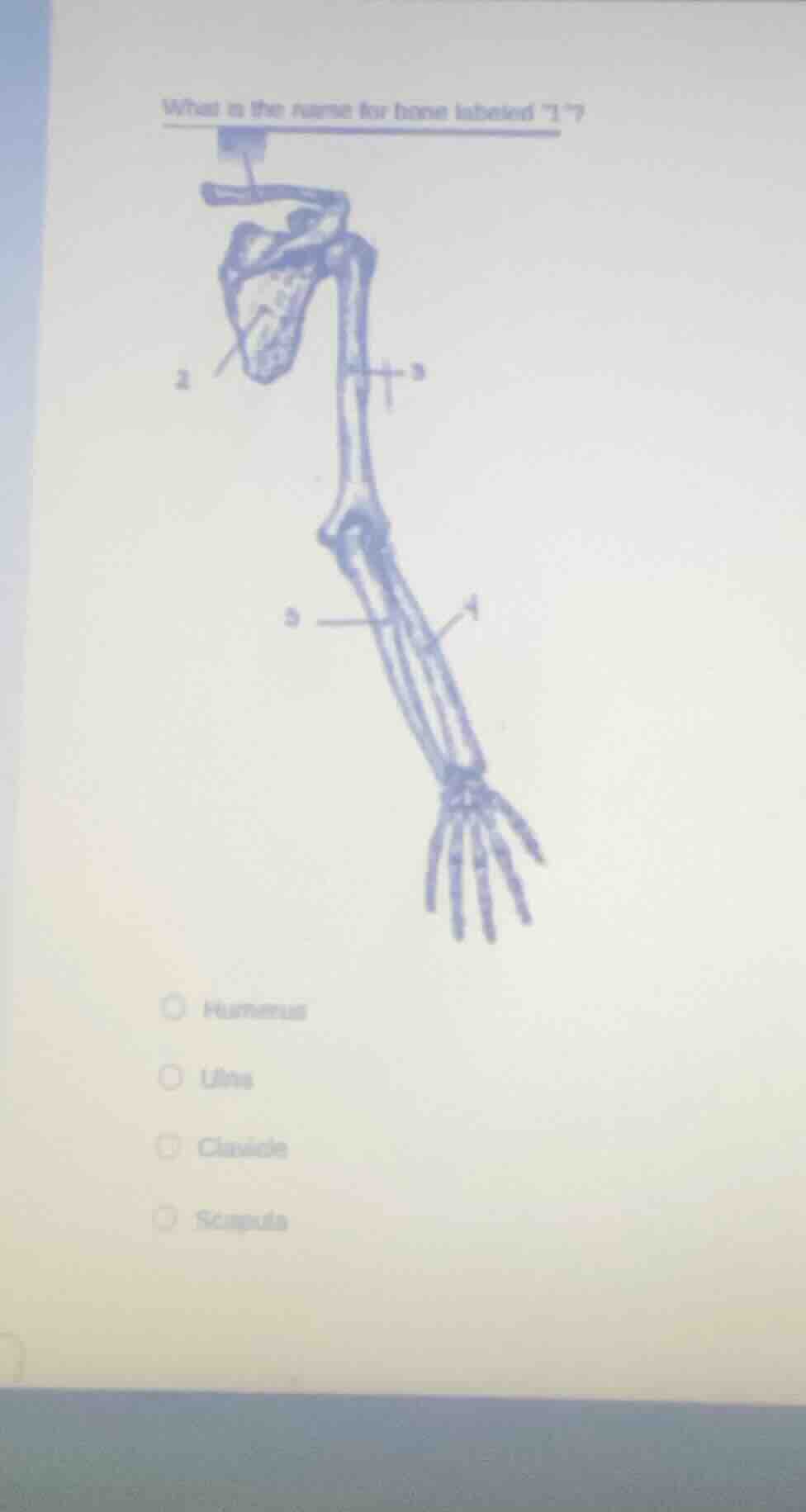 what is the name for bone labeled 1? humerus ulna clavicle scapula