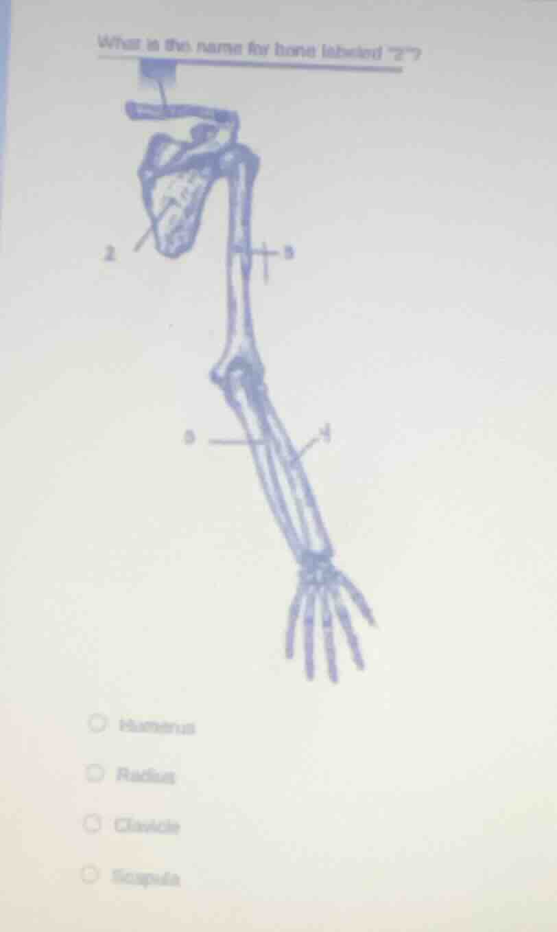 what is the name for bone labeled \2\? humerus radius clavicle scapula