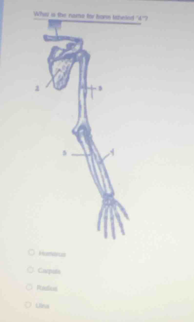 what is the name for bone labeled 4? humerus carpals radius ulna