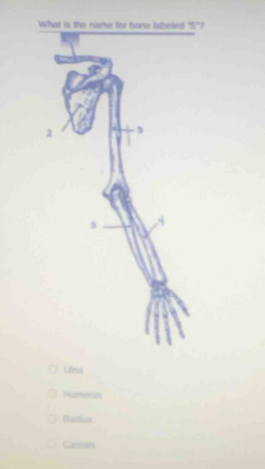what is the name for bone labeled 5? ulna humerus radius carpals