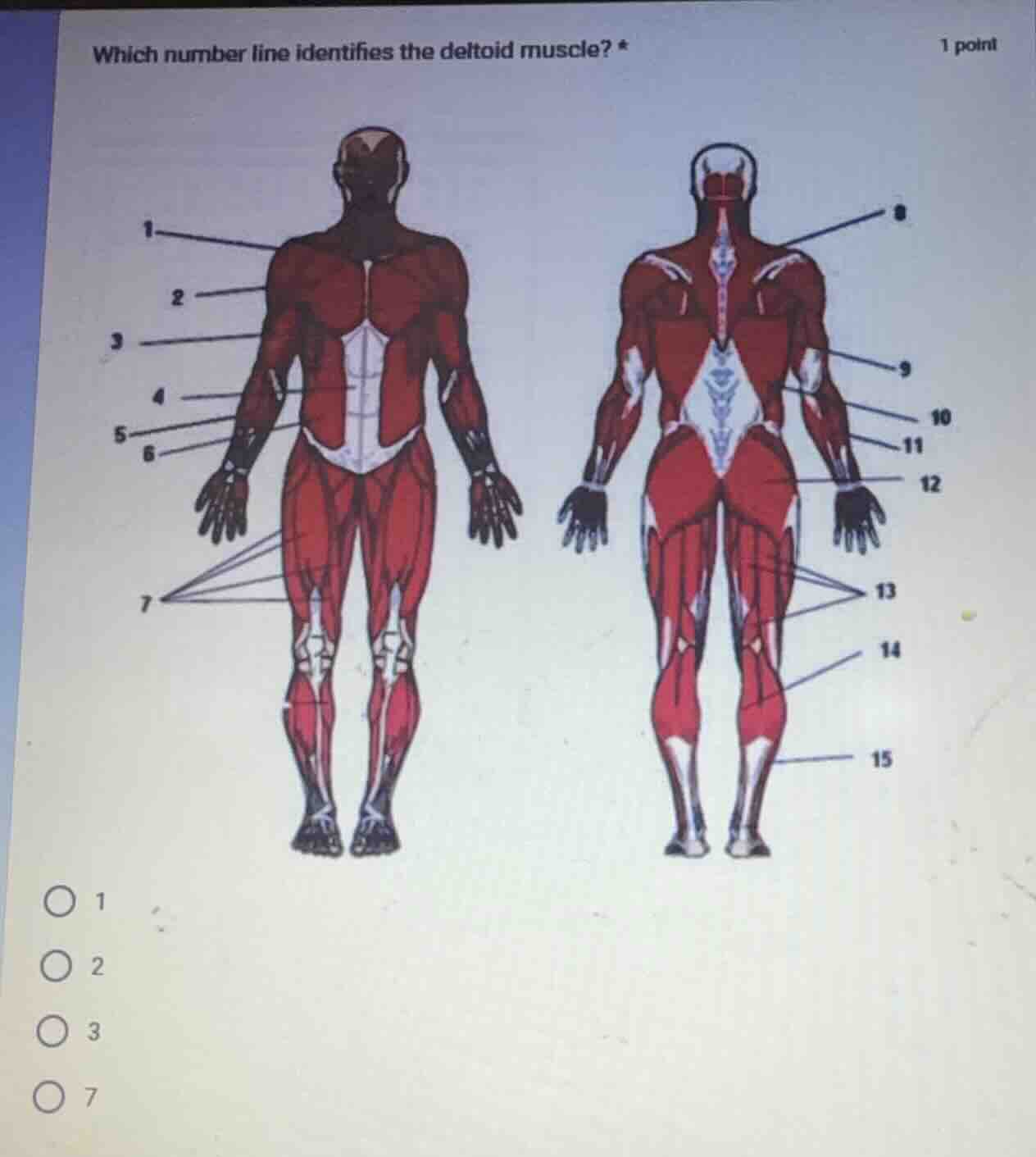 which number line identifies the deltoid muscle? * 1 point 1 2 3 7