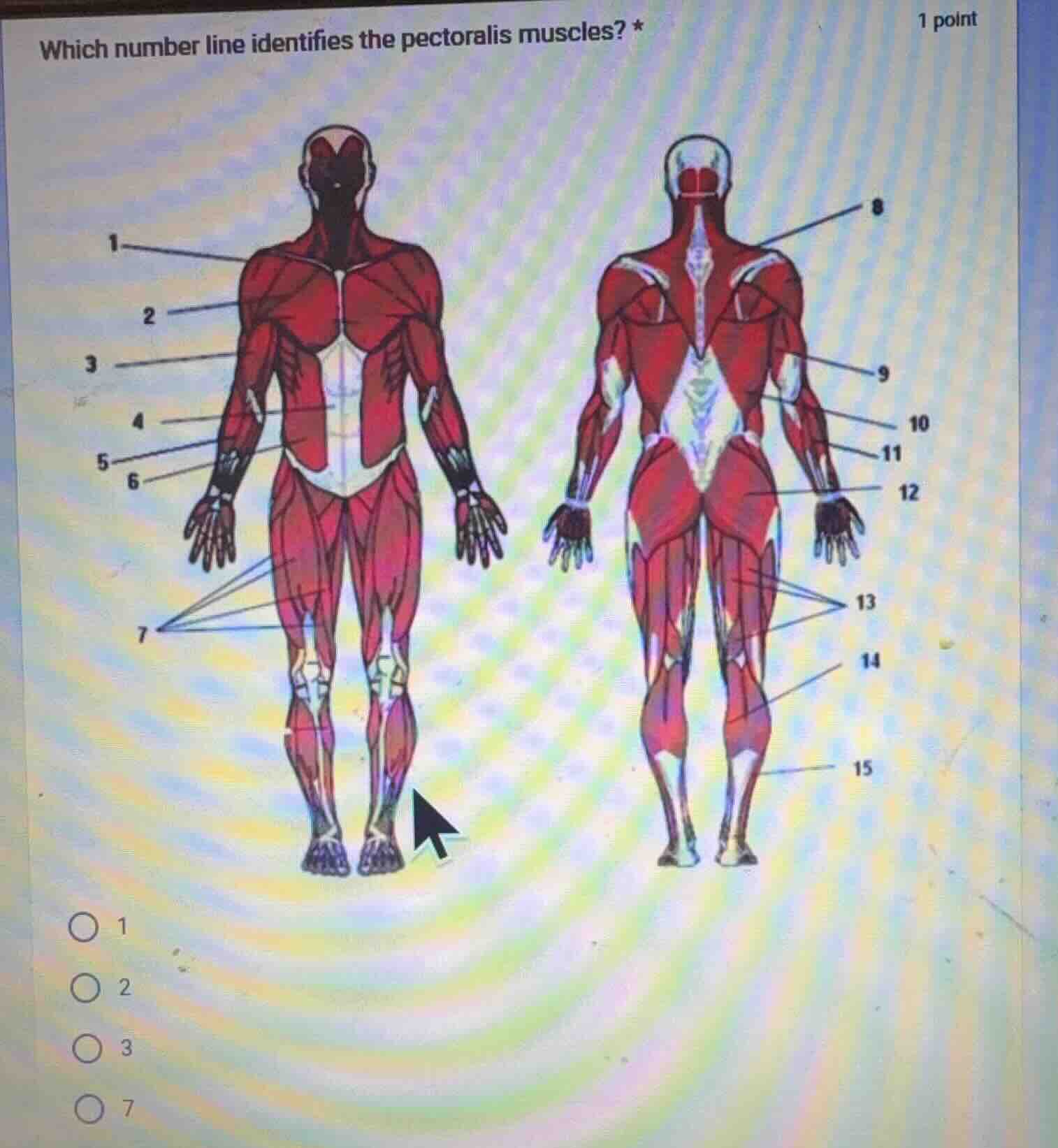 which number line identifies the pectoralis muscles? * 1 point 1 2 3 7