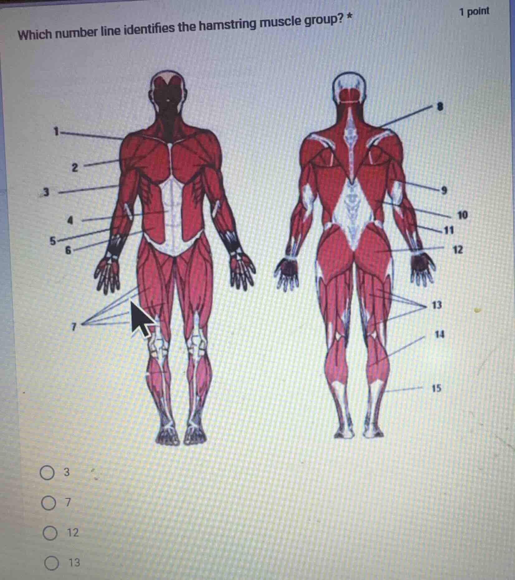which number line identifies the hamstring muscle group? * 3 7 12 13