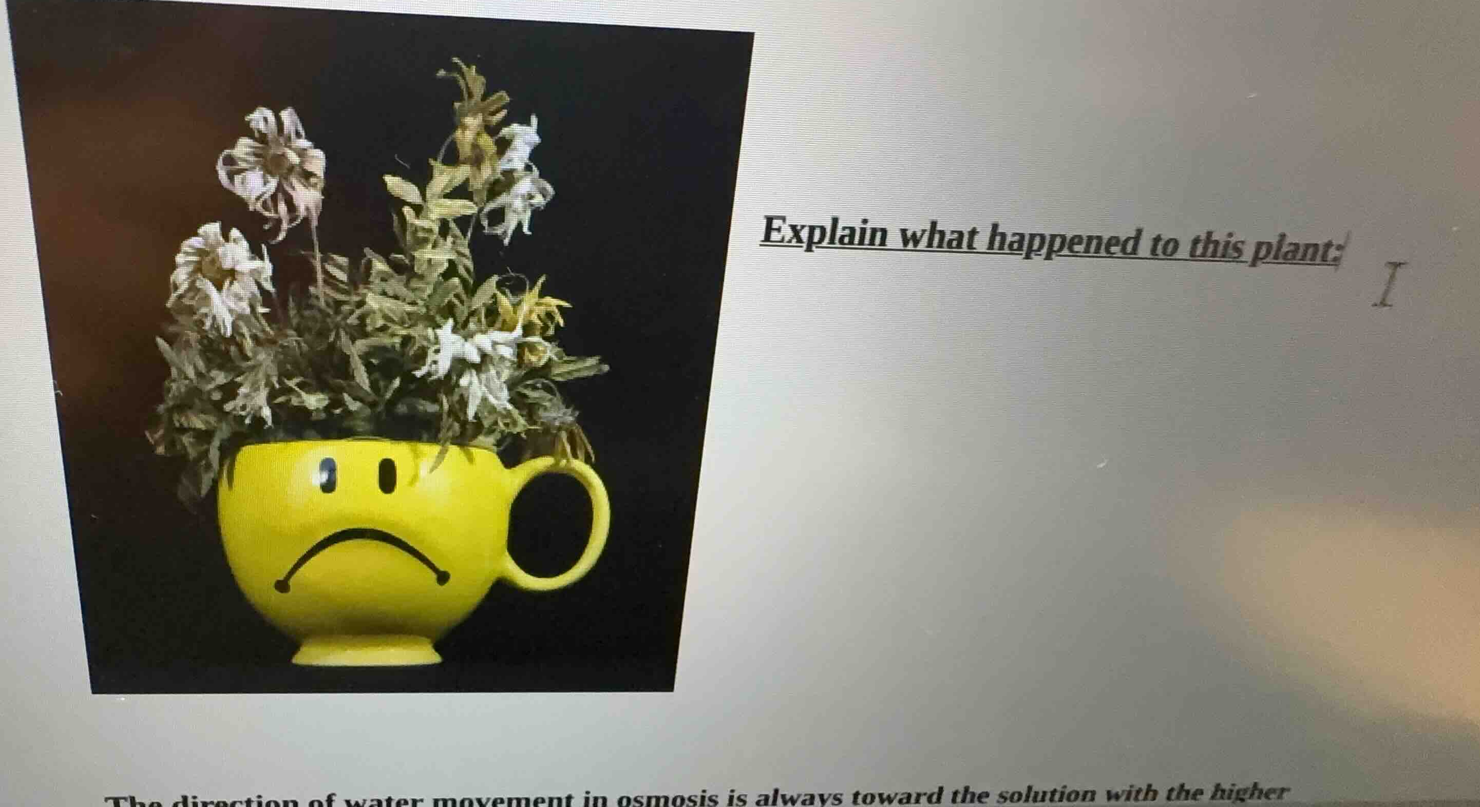 explain what happened to this plant: the direction of water movement in…