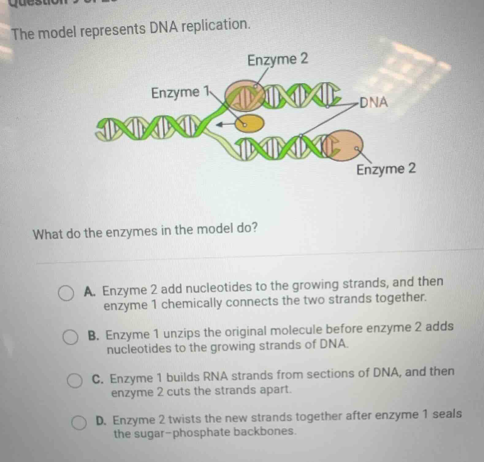 the model represents dna replication. what do the enzymes in the model …